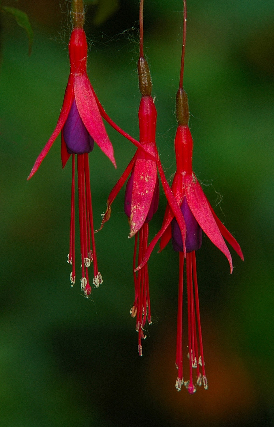 Raise the Red Lantern