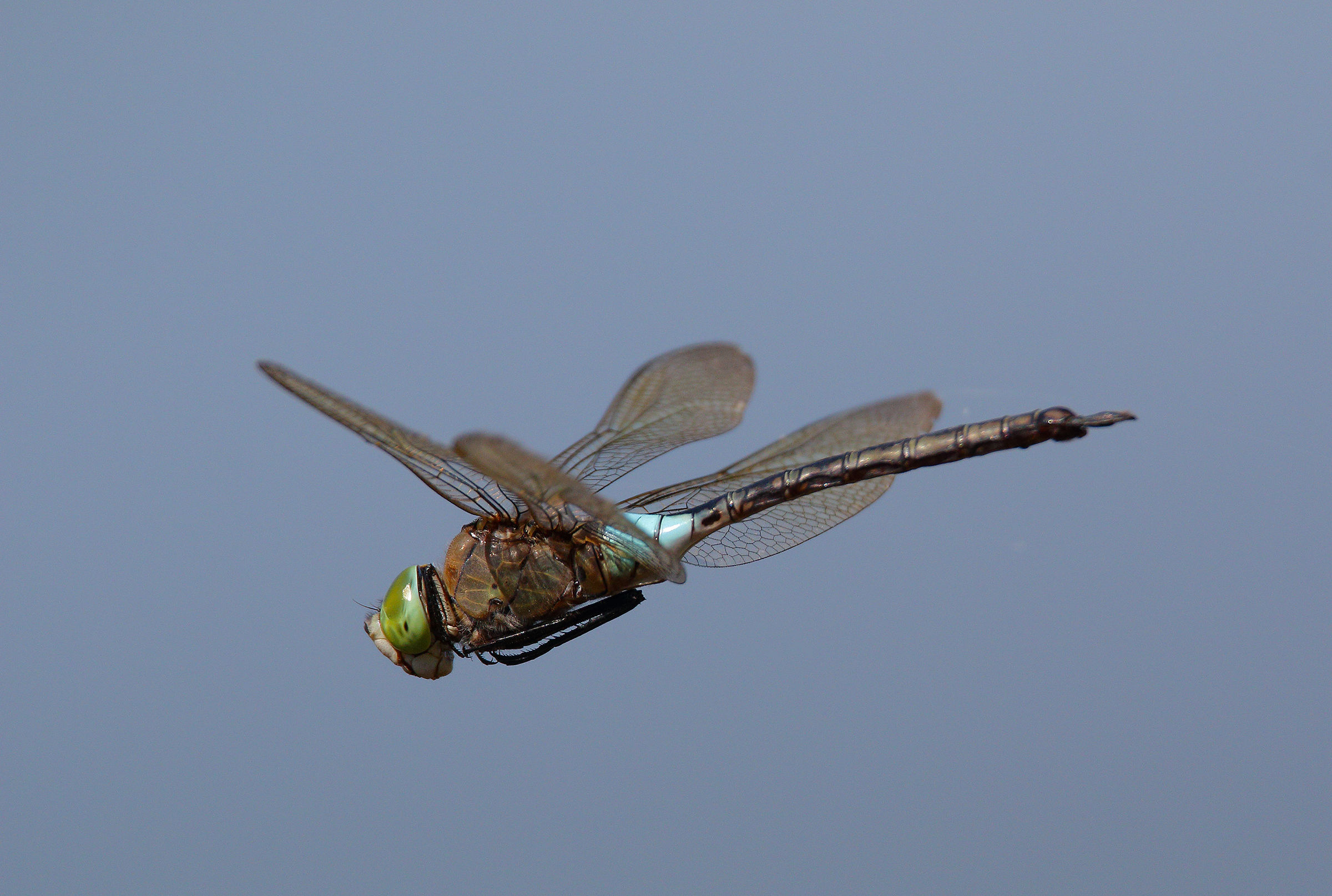 The flight of the Dragonfly