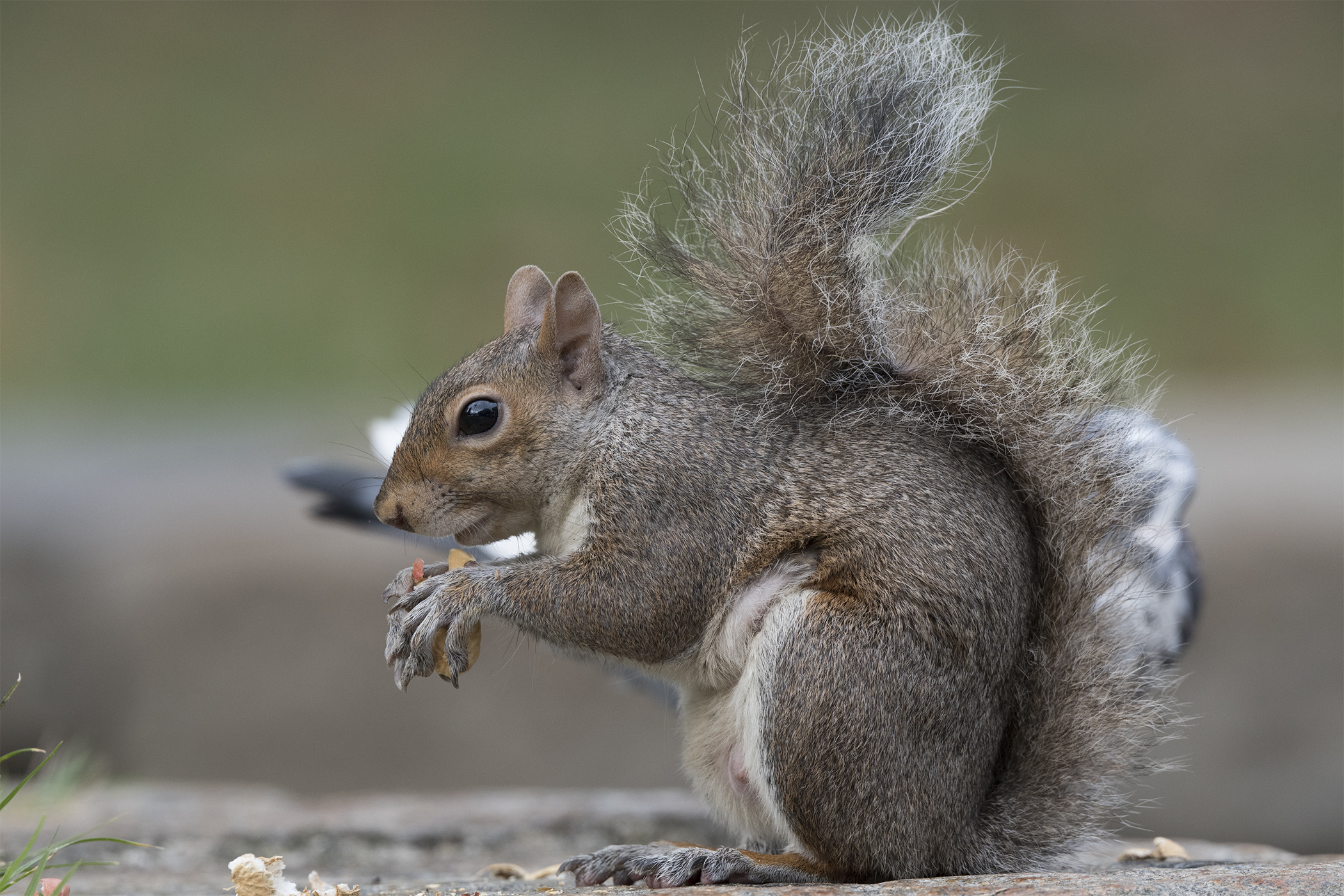 Quick test of the Nikon 500 PF