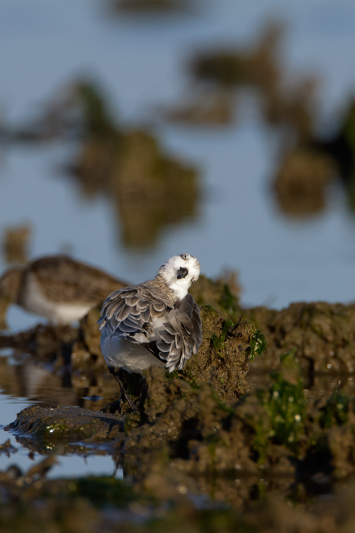 Toed Sandpiper