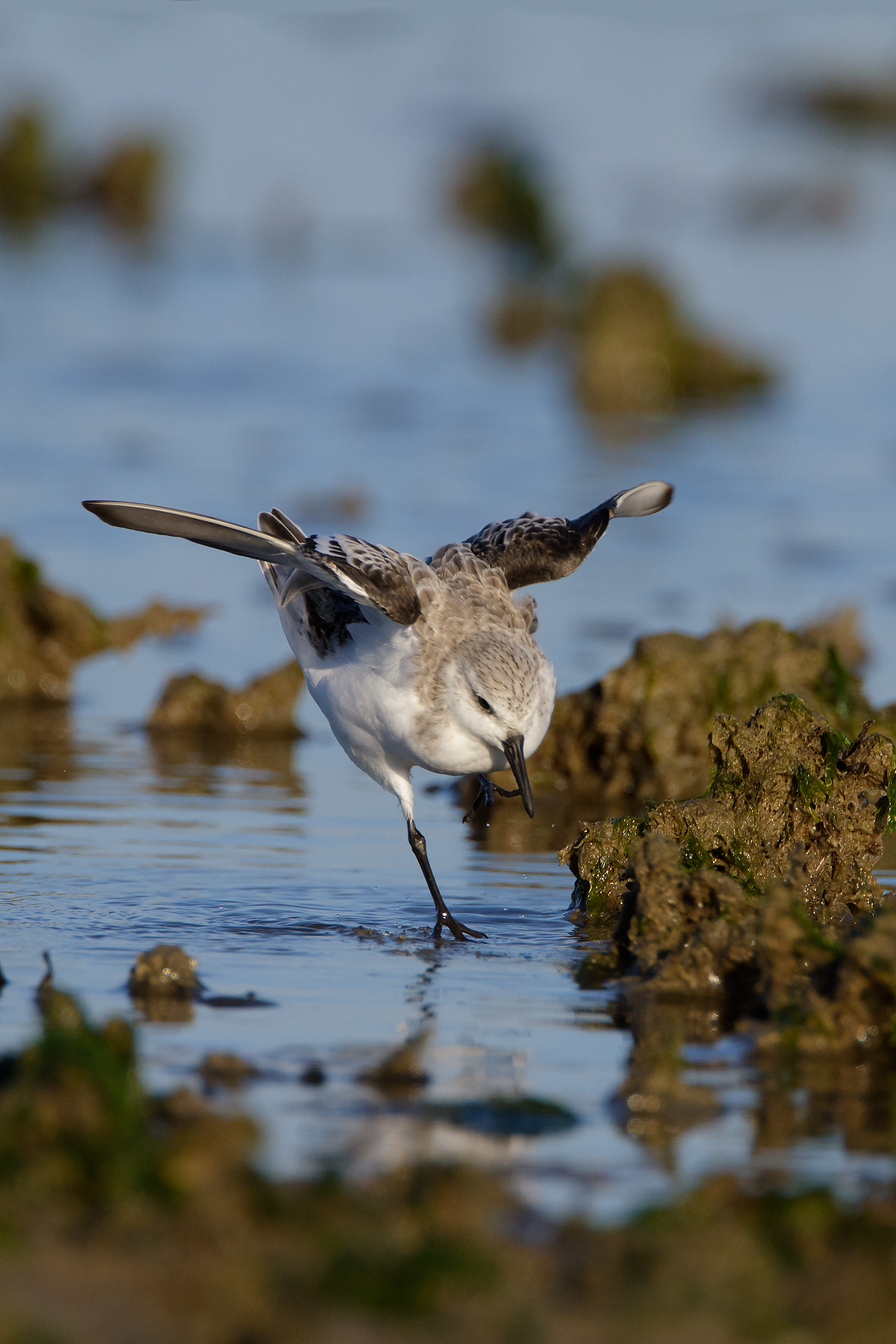 Toed Sandpiper