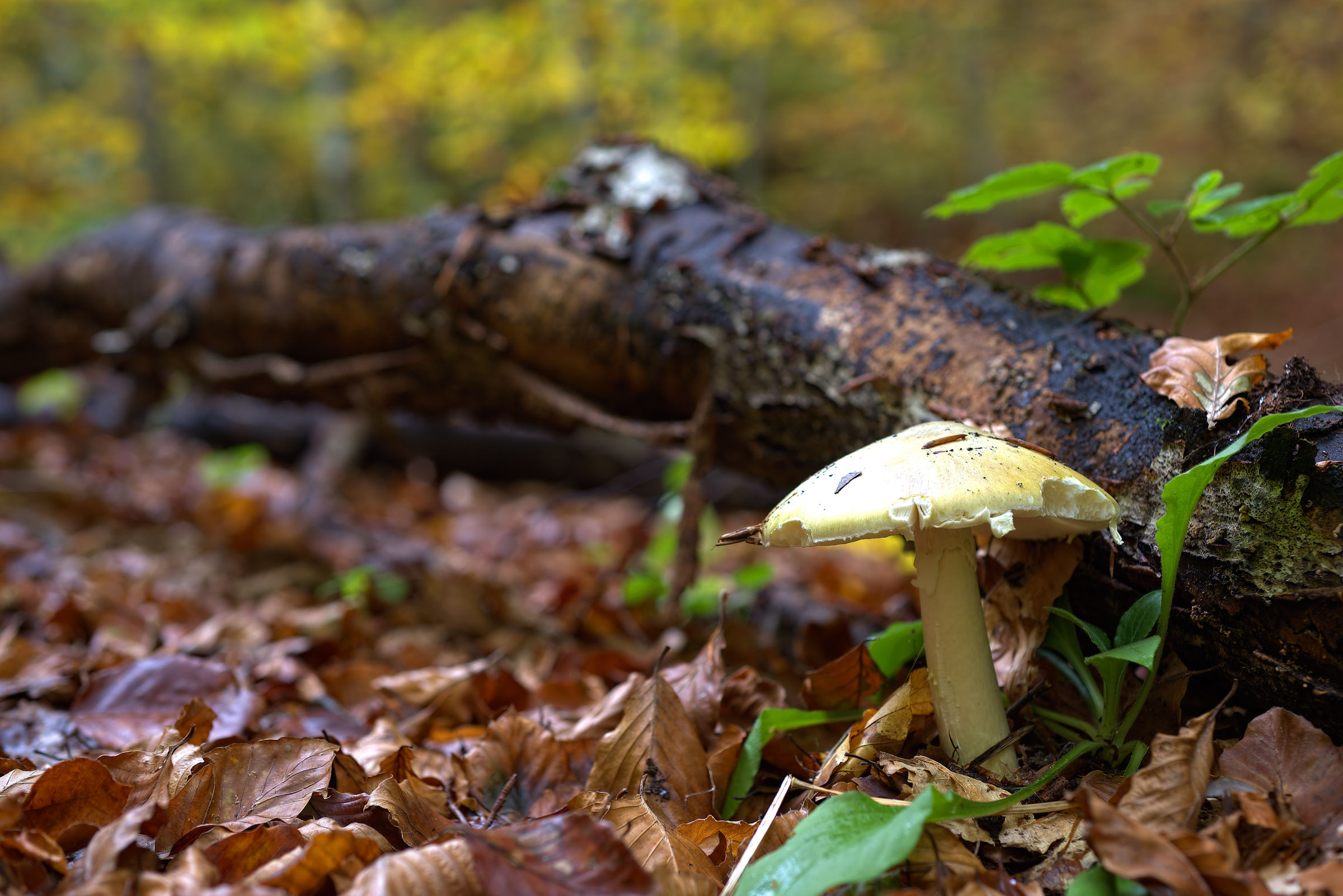 Amanita phalloides