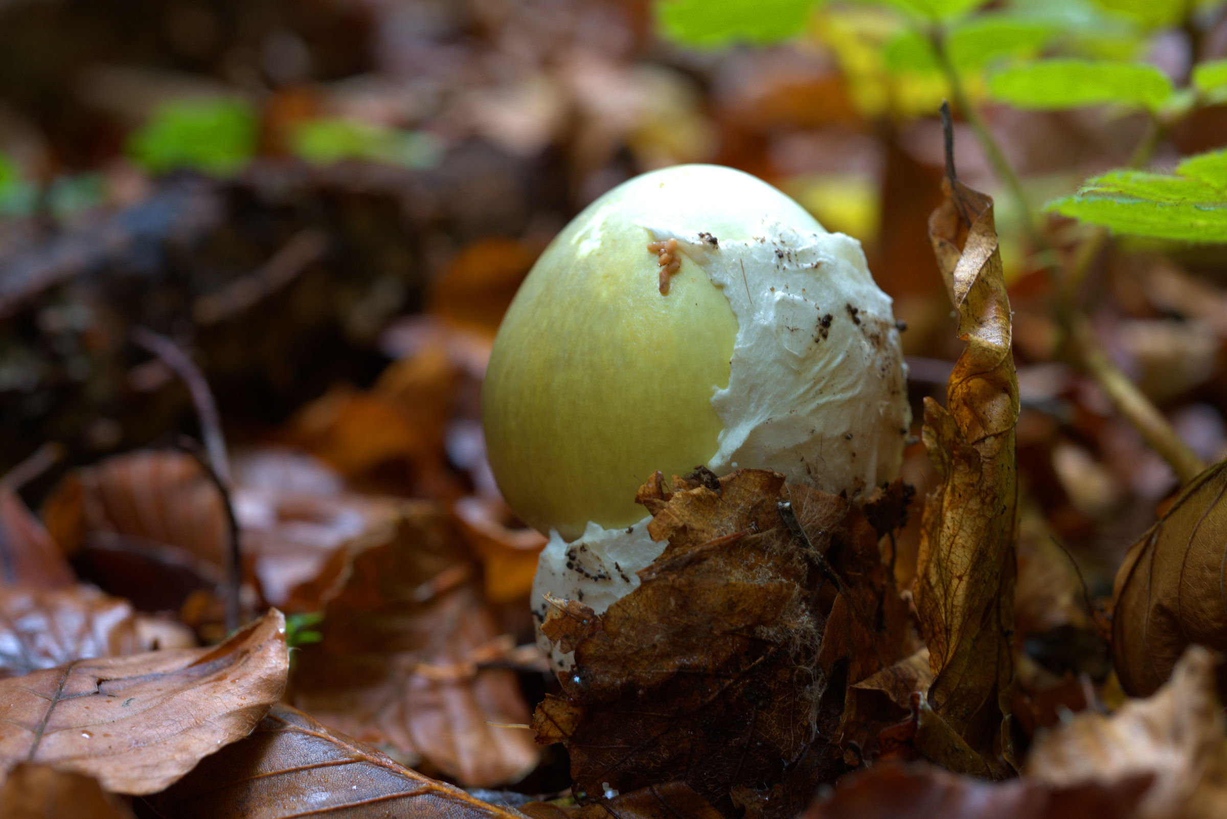 Amanita phalloides