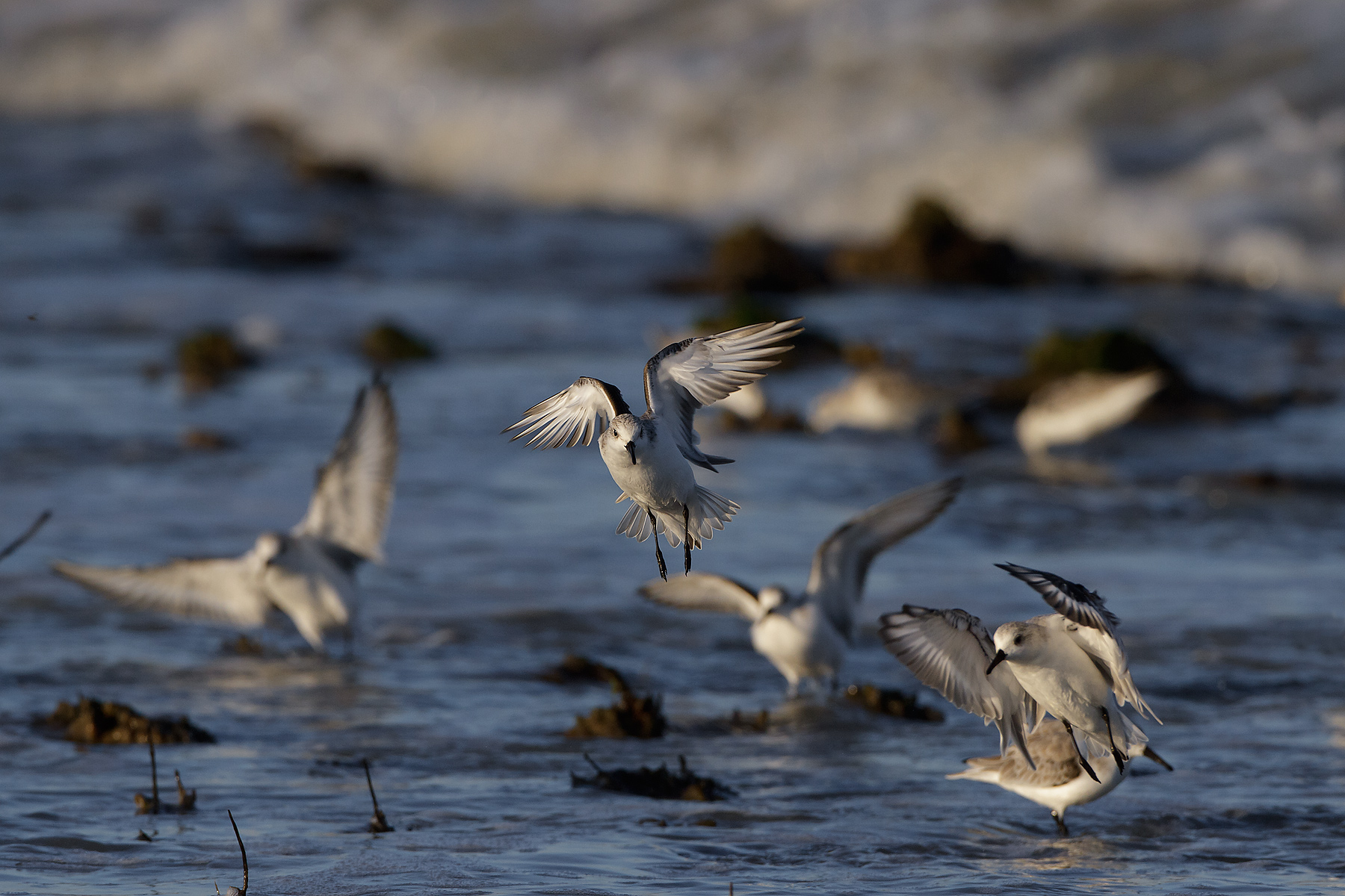 Toed Sandpiper