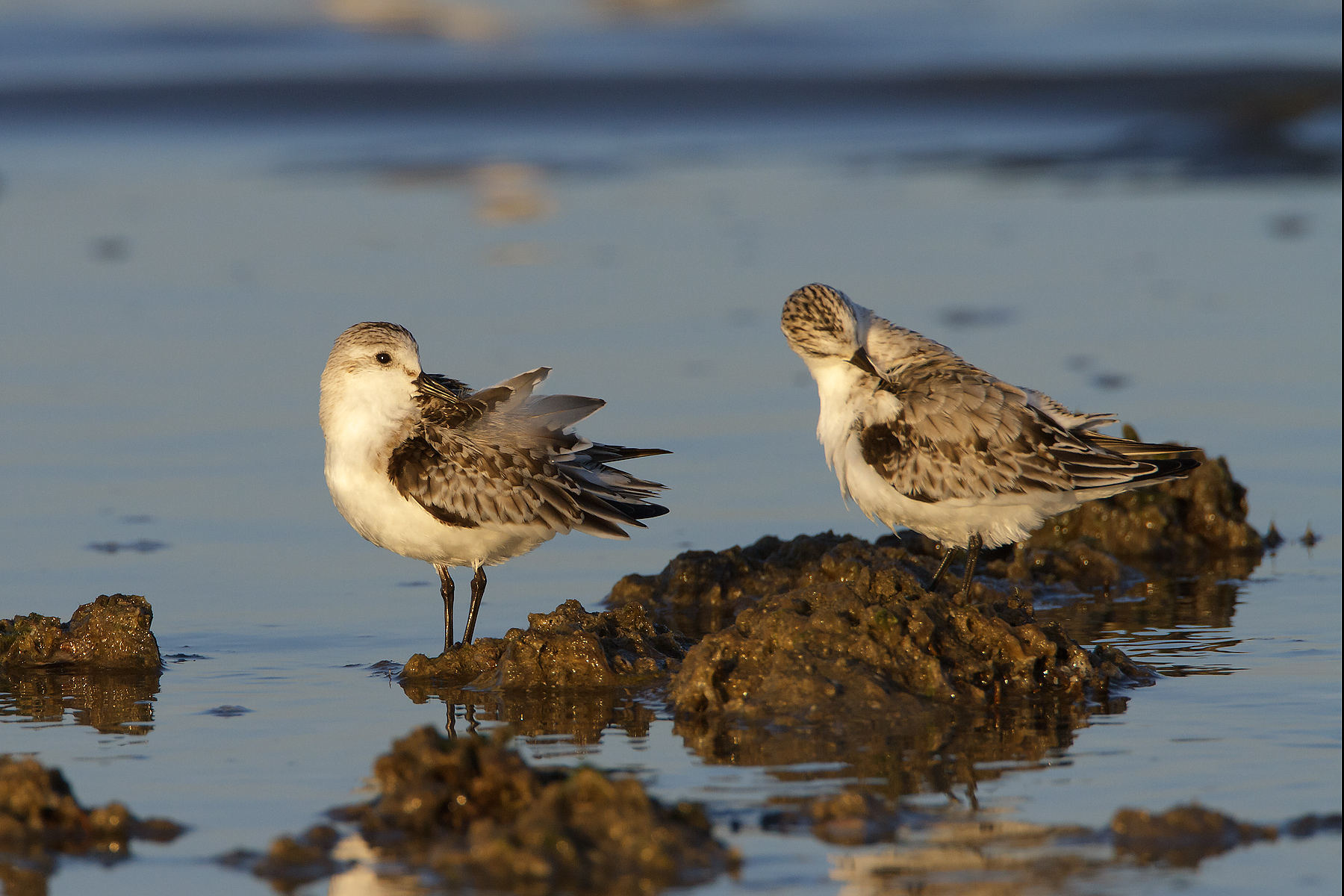 Toed Sandpiper