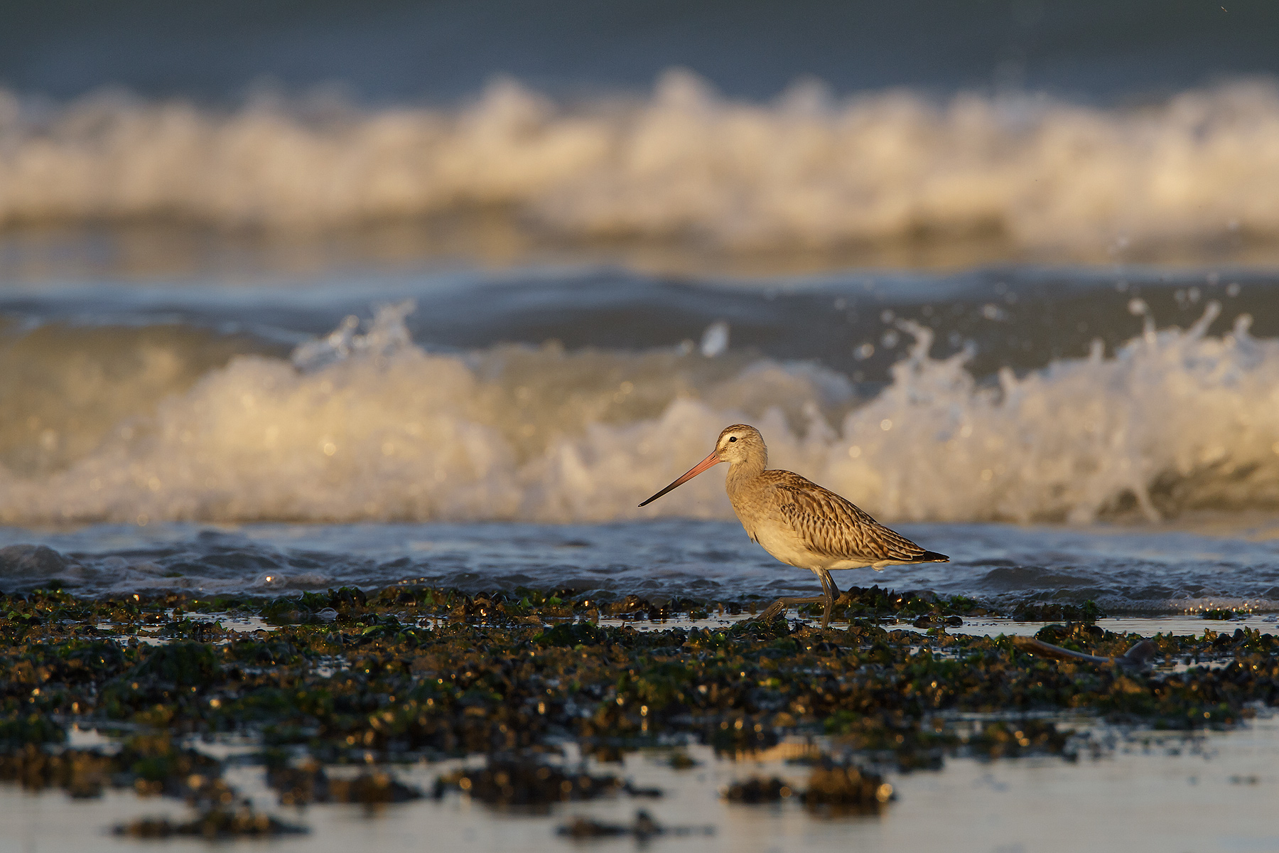 Bar-tailed Godwit