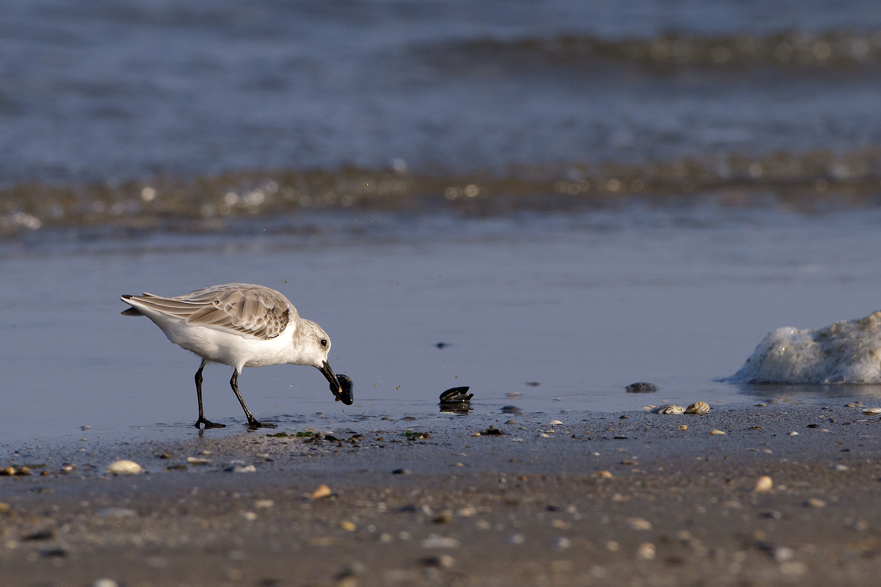 Toed Sandpiper