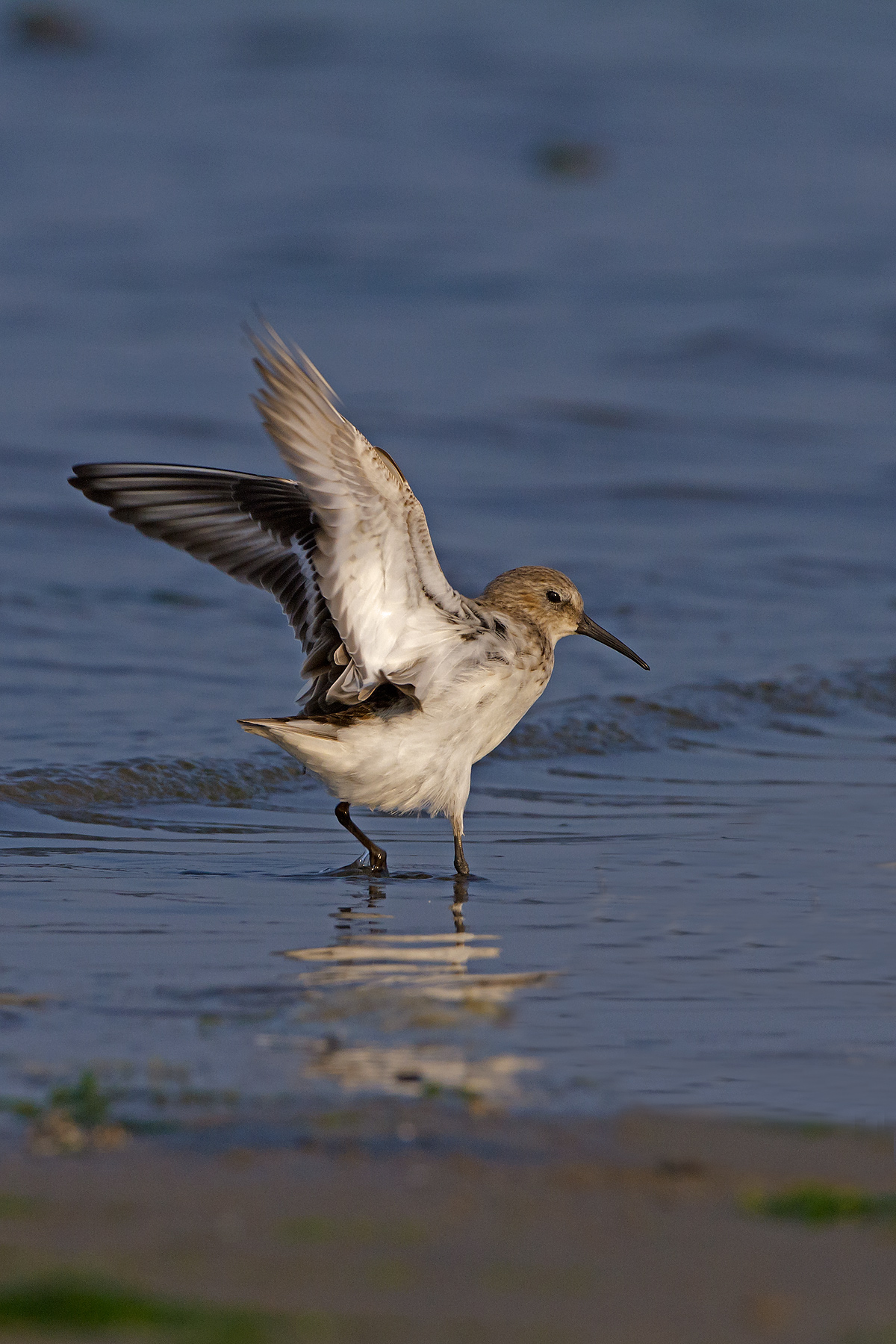 Dunlin