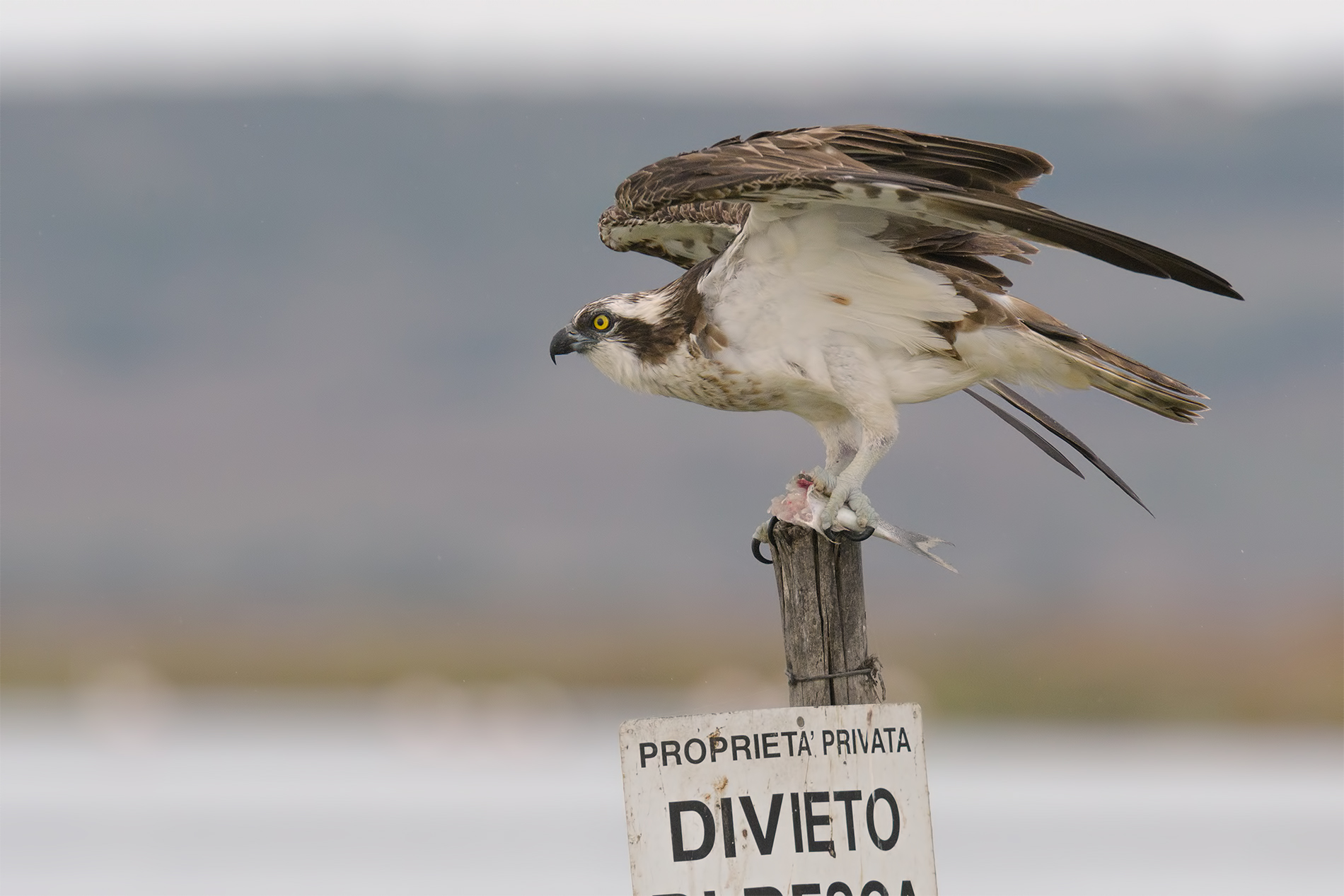 Femmina di Falco Pescatore - Mistras Sardegna.