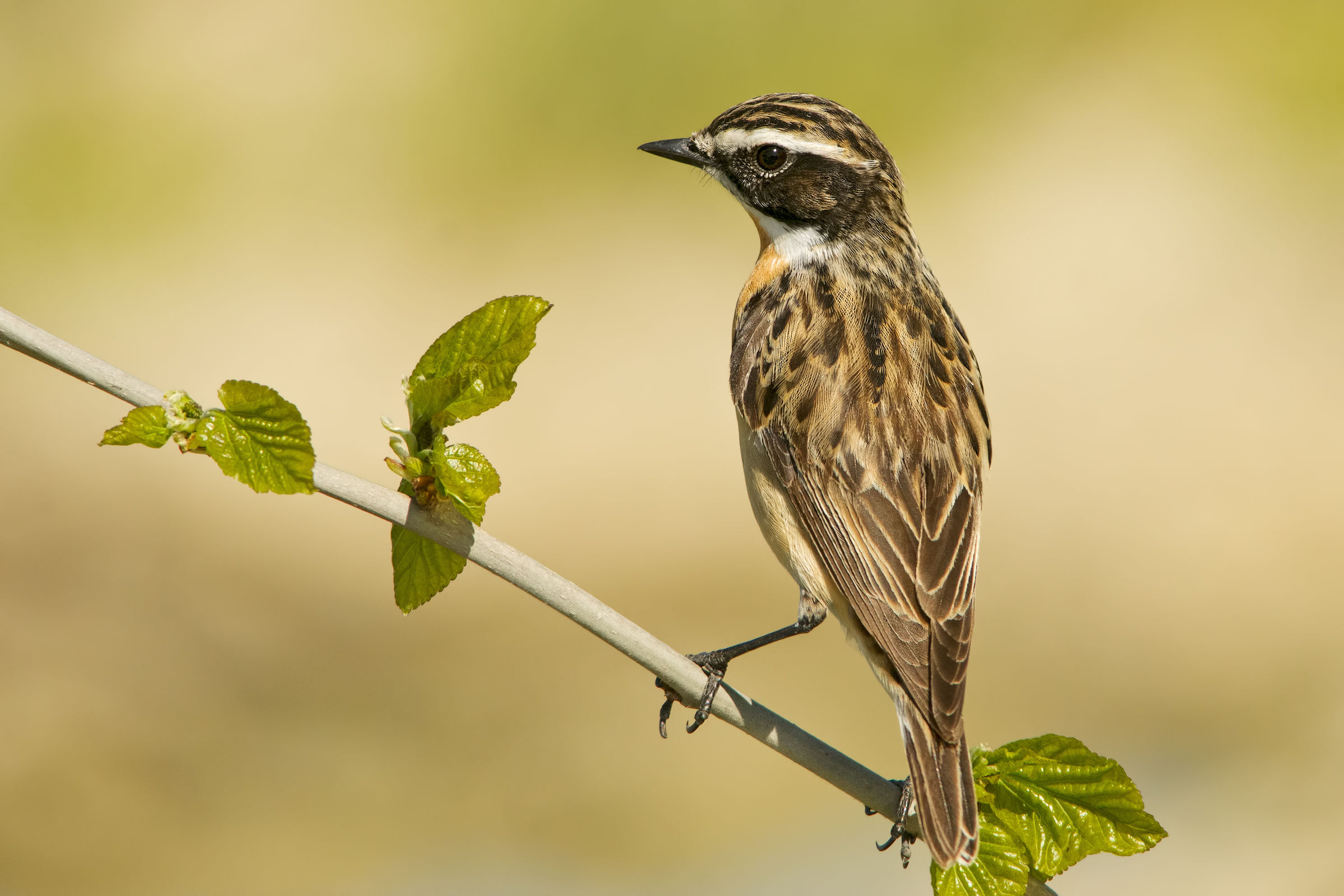 Whinchat (saxicola Rubetra)