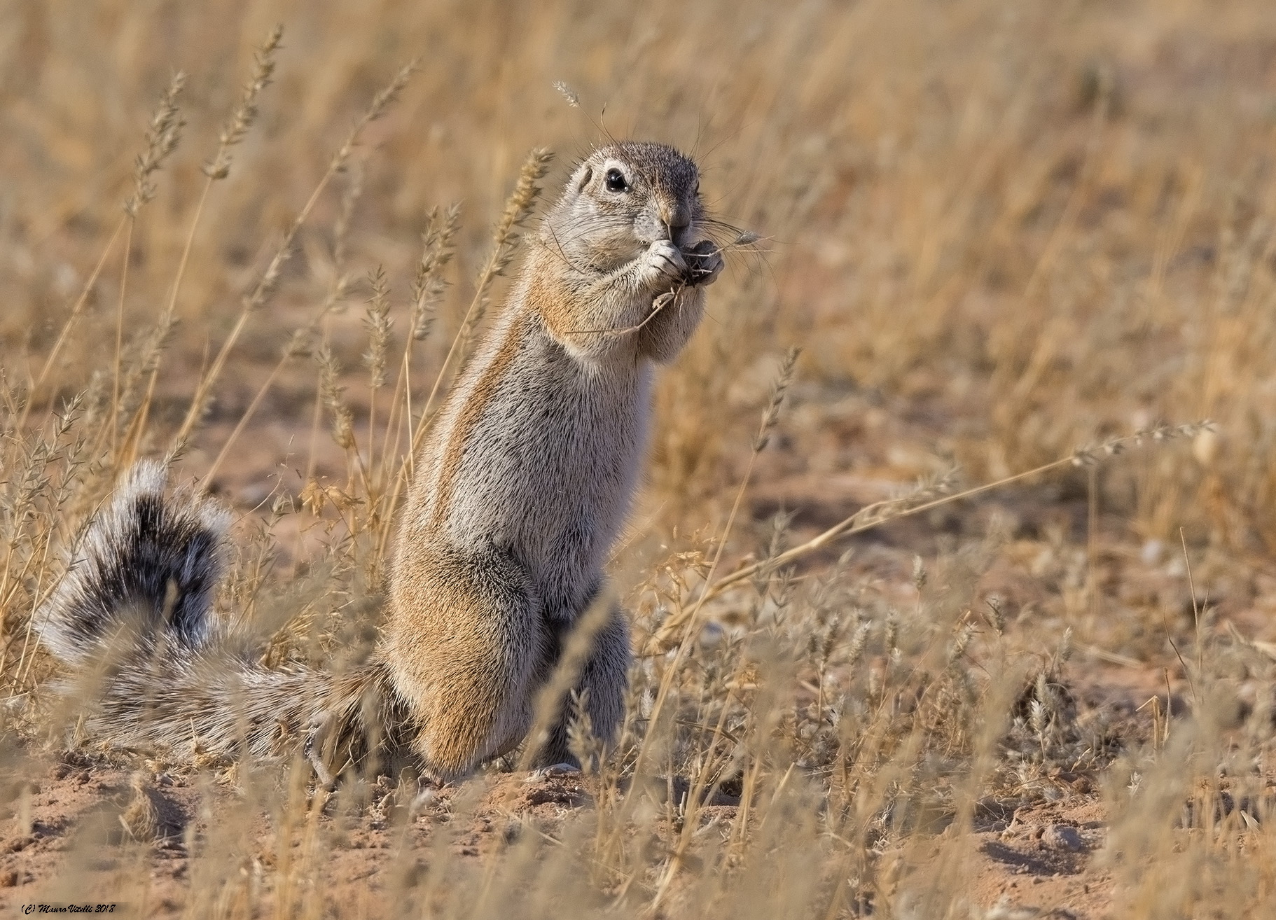 Xerus Inauris (cape Squirrel) Kalahari