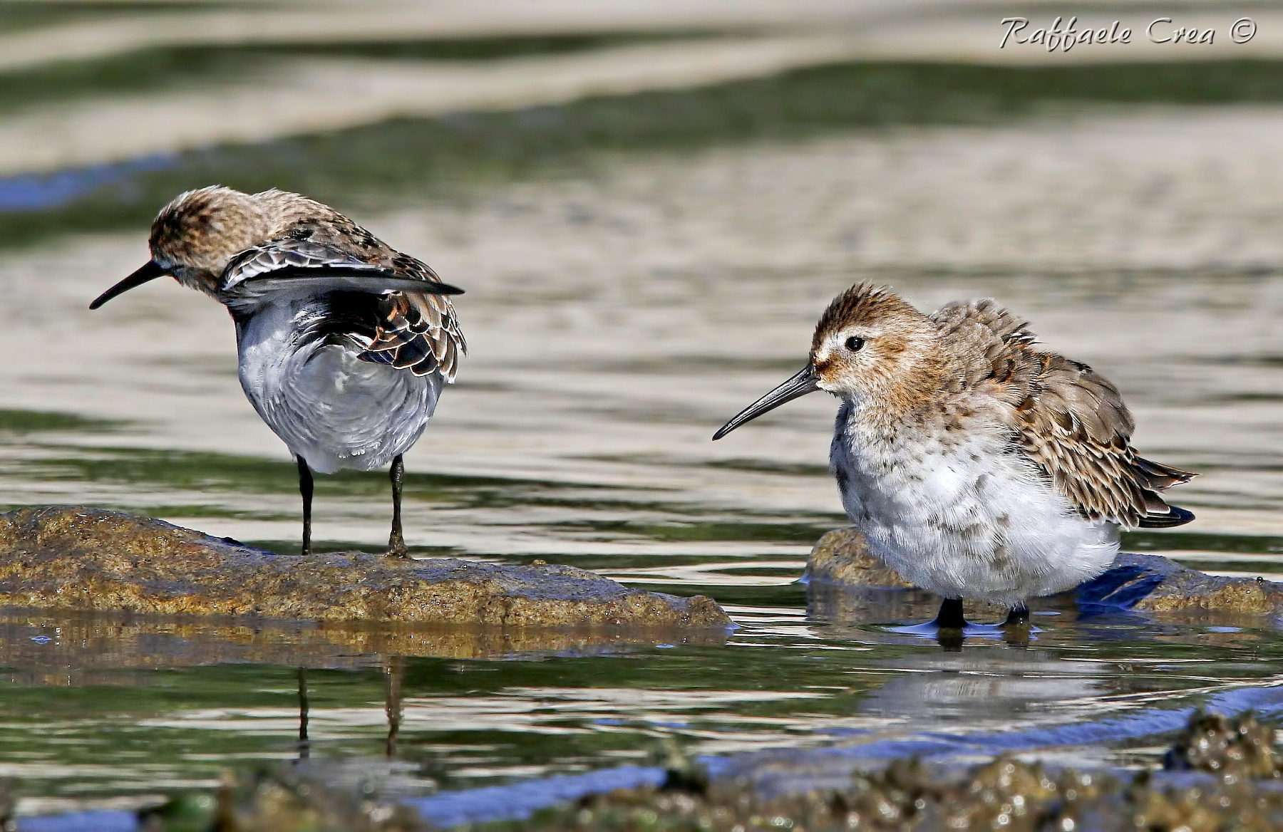 Piovanelli Pancianera