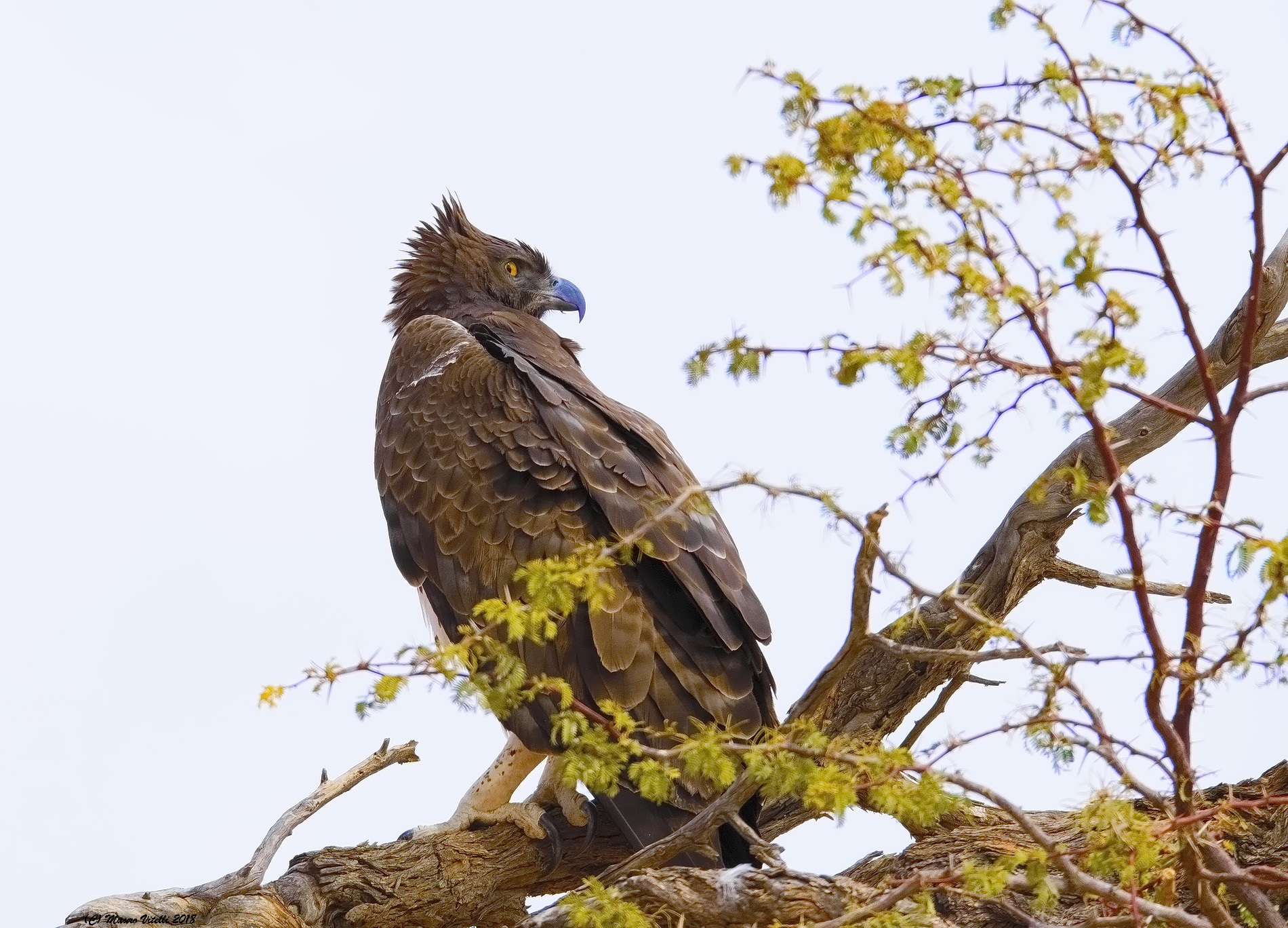 Martial Eagle (polemaetusbellicosus) Kalahari