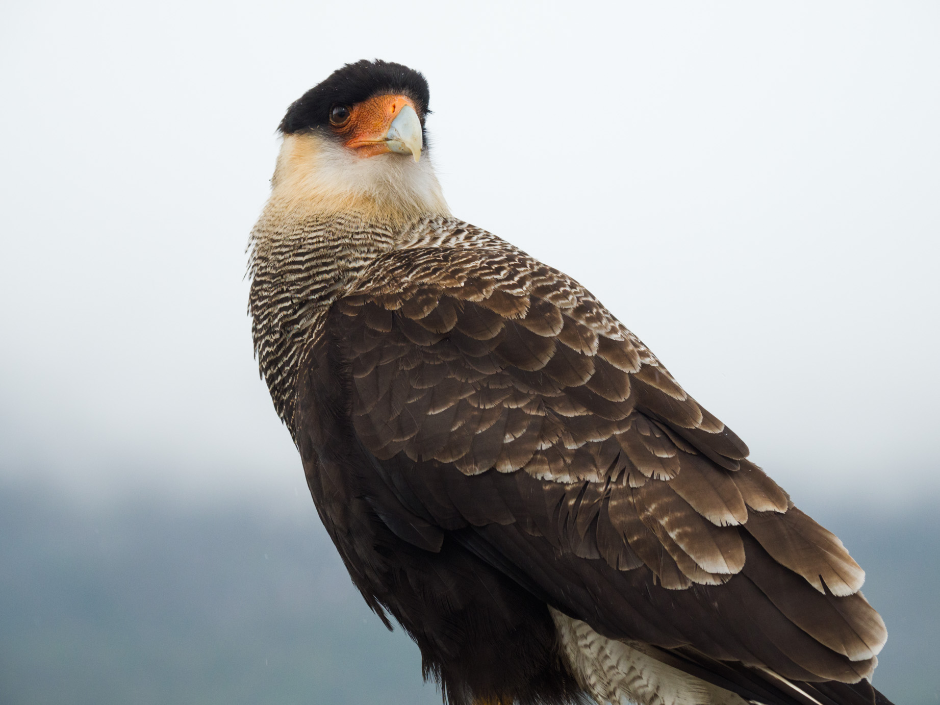Caracara crestato