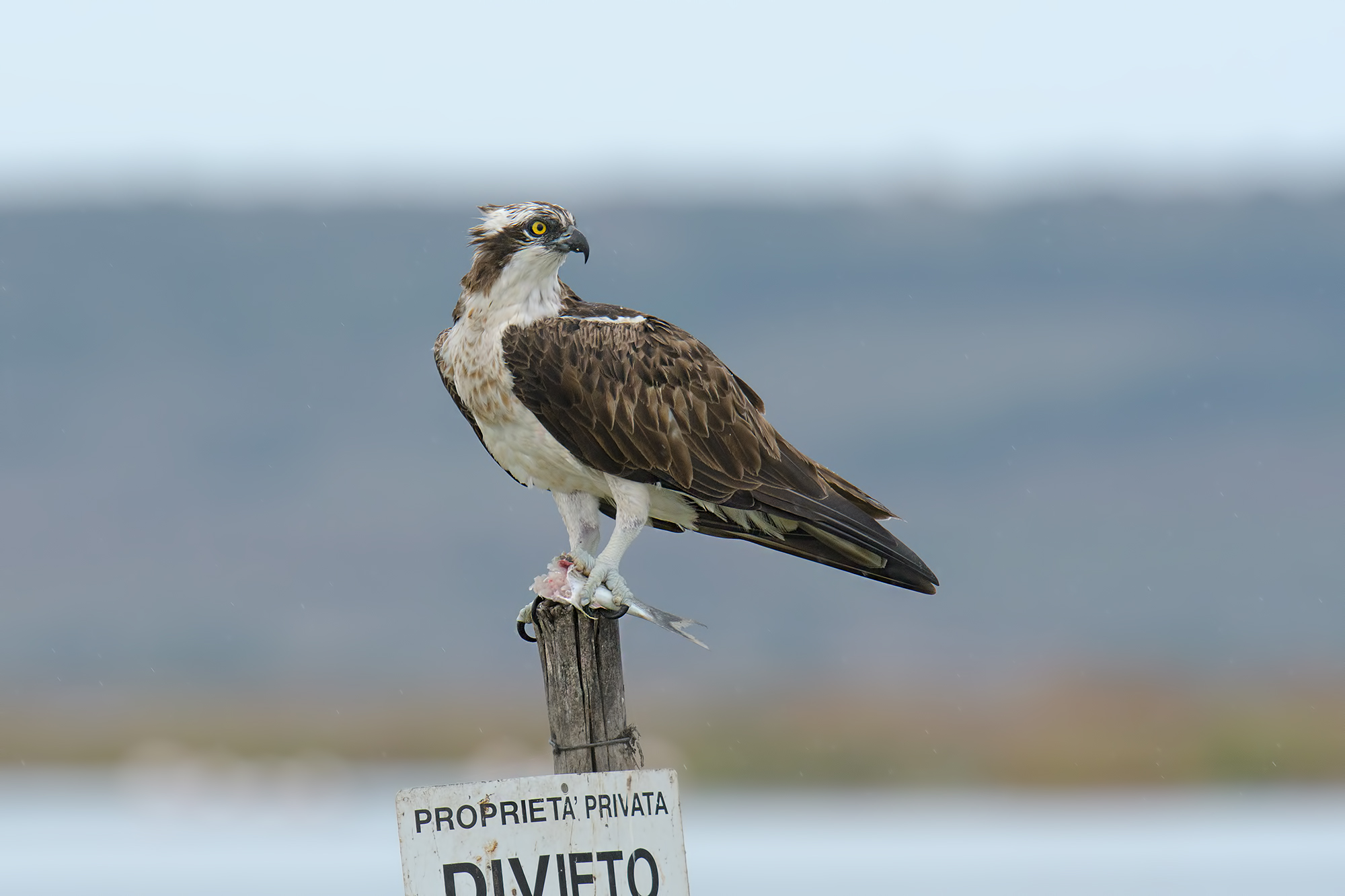 Femmina di Falco Pescatore - Mistras Sardegna.