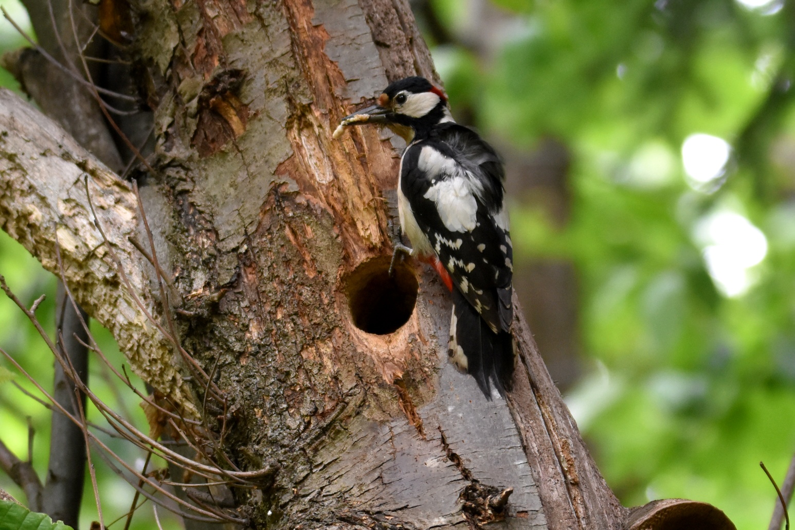 Senior Red Woodpeckers