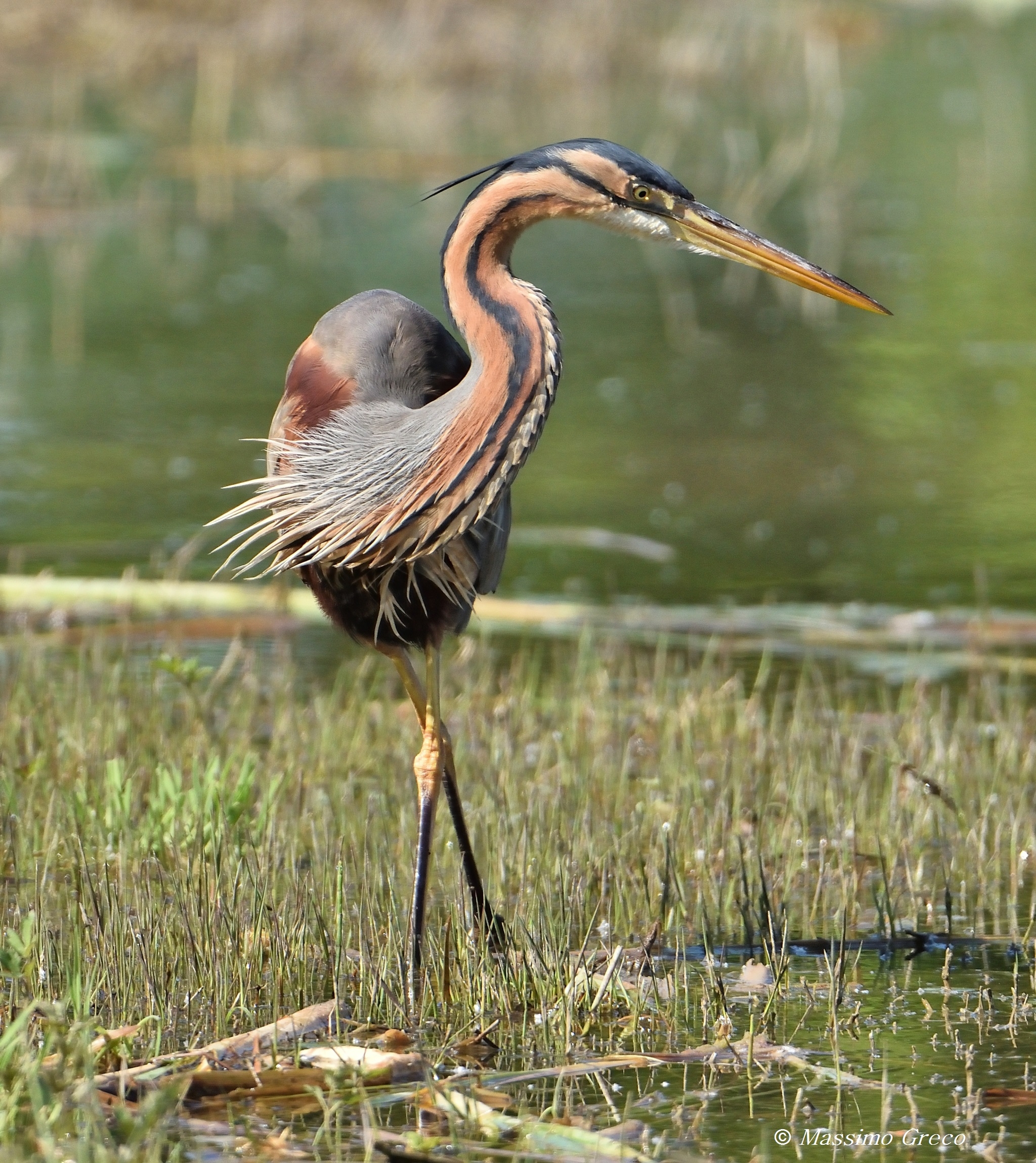 Red Heron (ardea Purpurea)