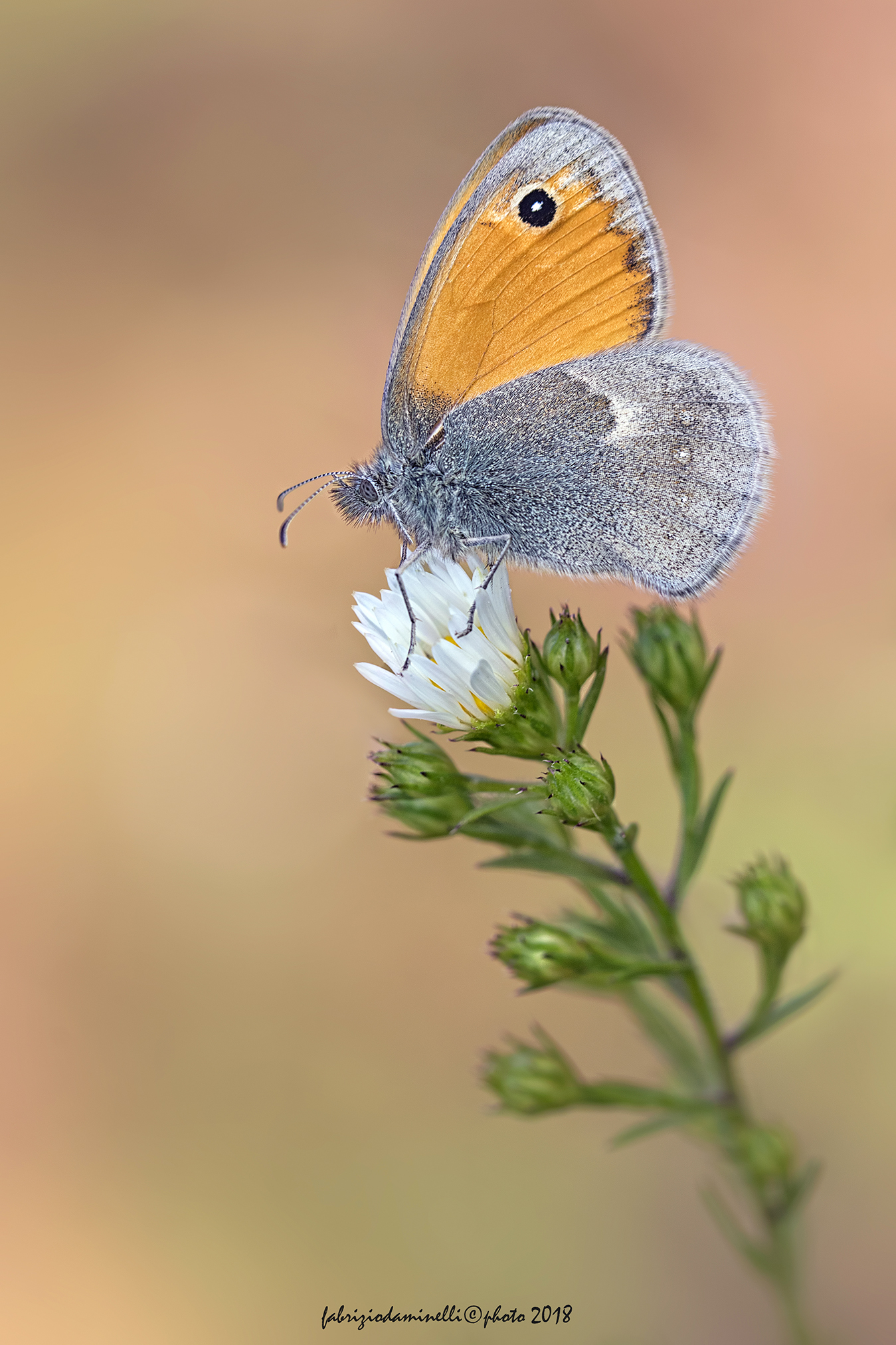 Coenonympha pamphilus-linnaeus, 1758
