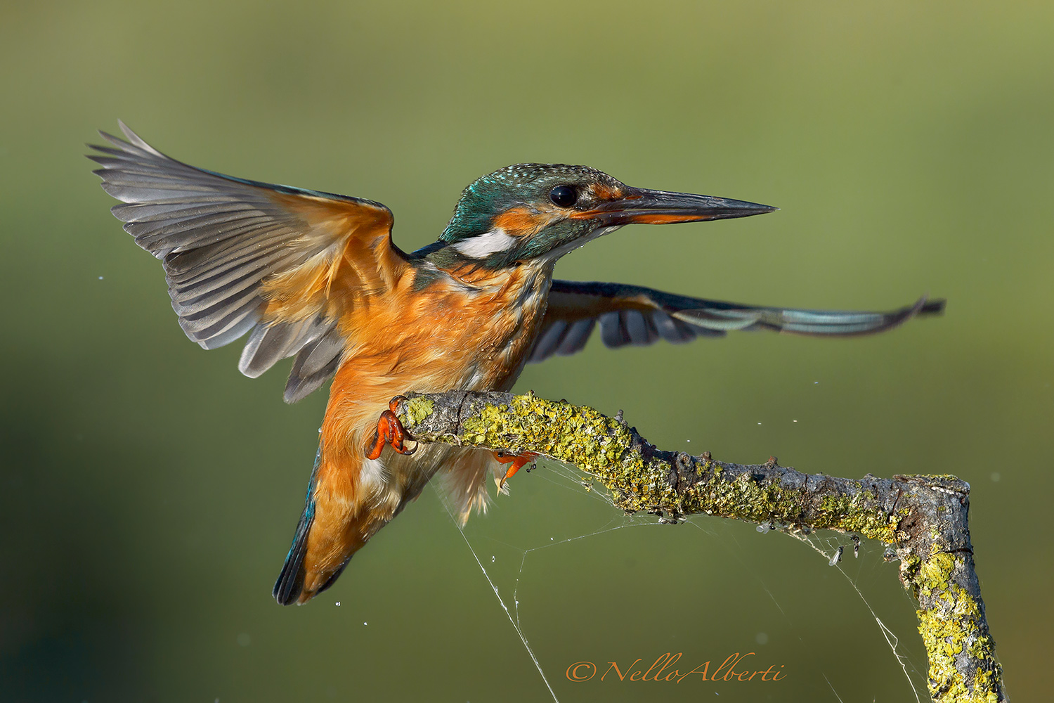 Martina coming in Oct. 2018