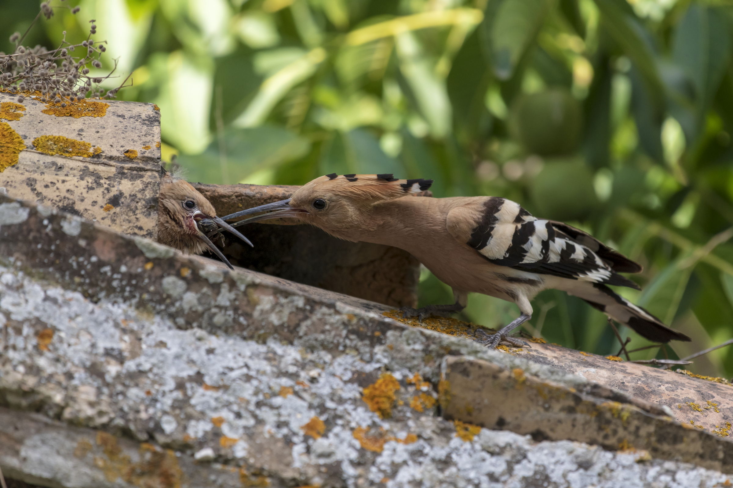 Hoopoe