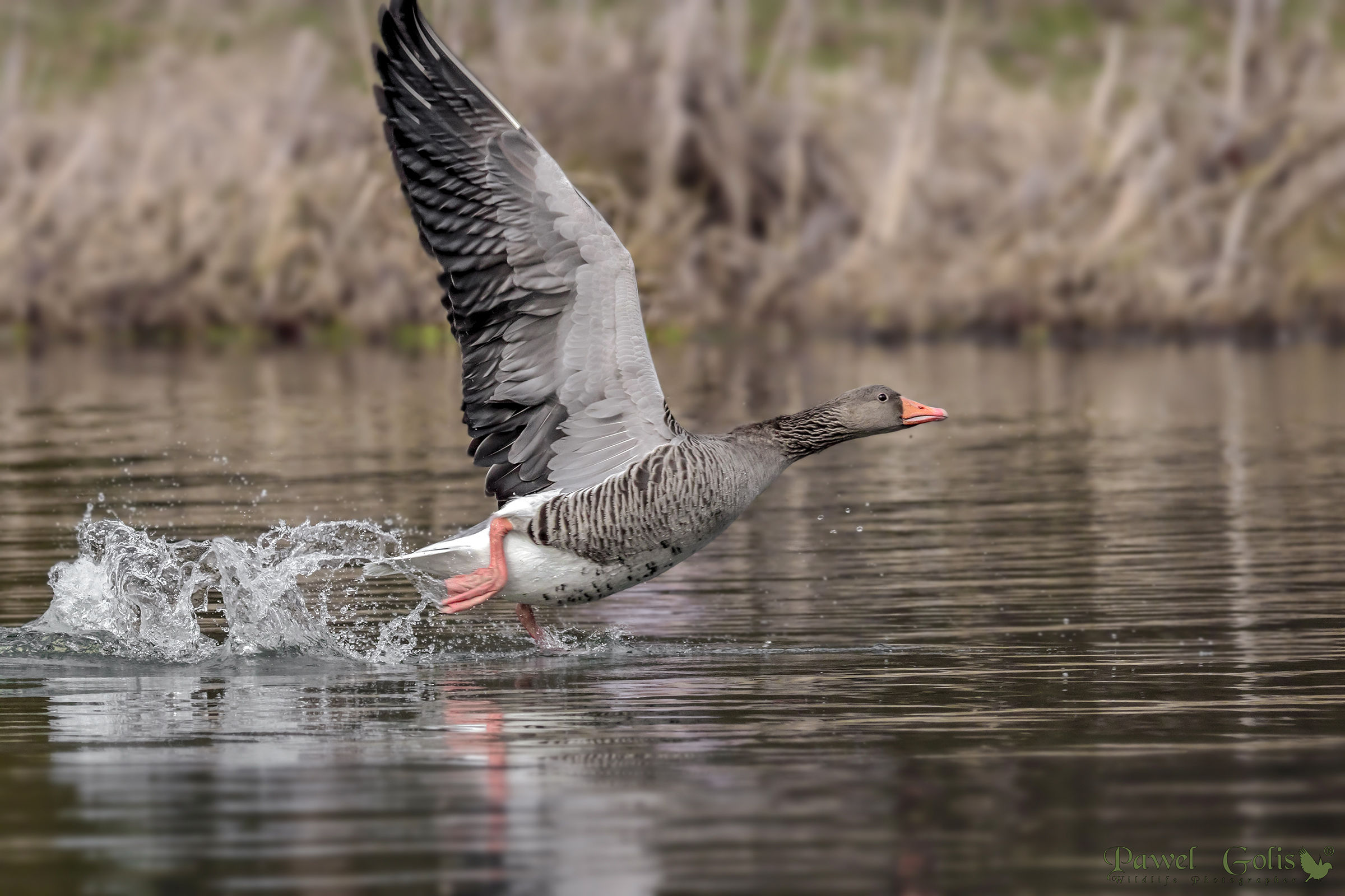 greylag oca (Anser anser)