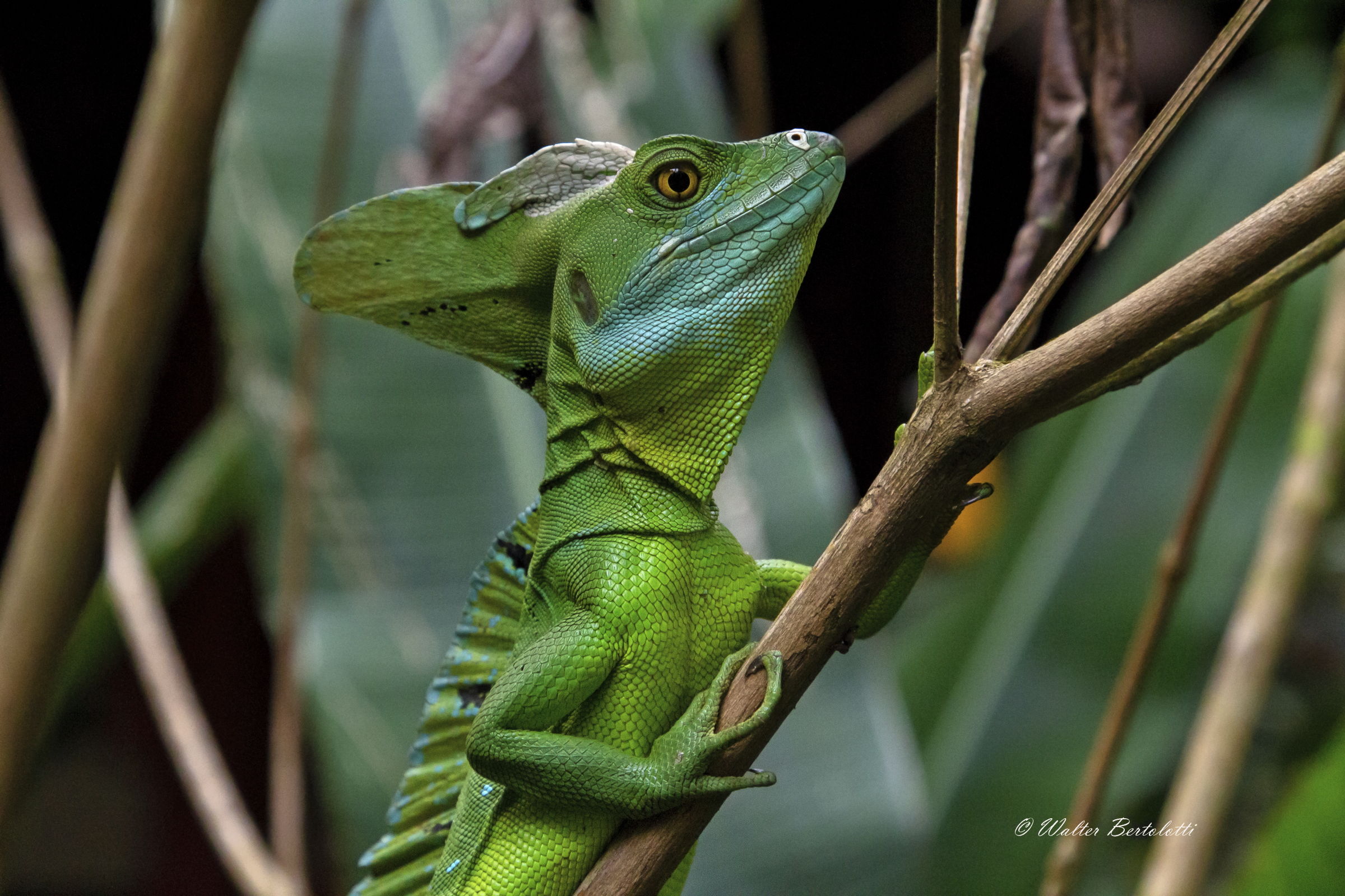 Close-up of Basilisk
