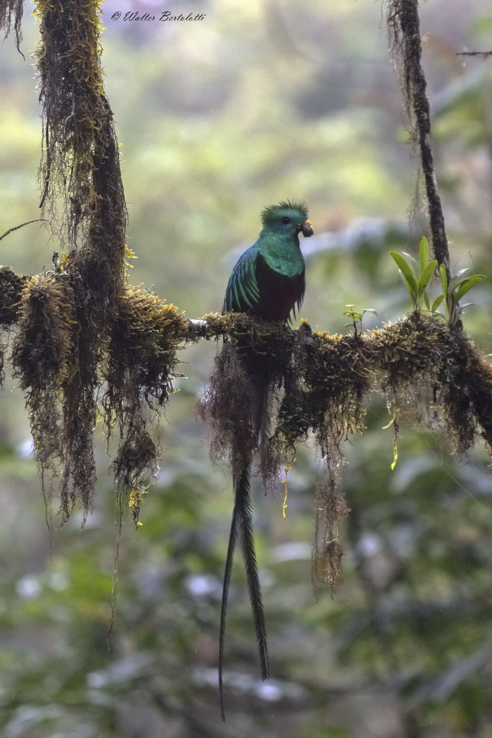 Resplendent Quetzal (pharomachrus Macinno)