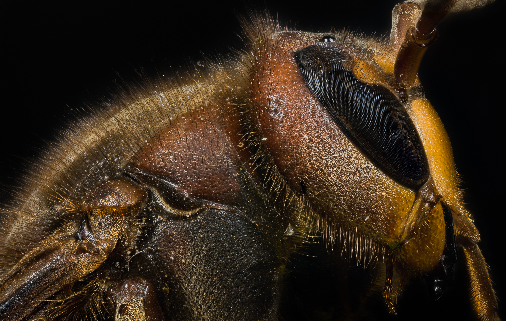 Calabrone Profile (vespa Cabro)