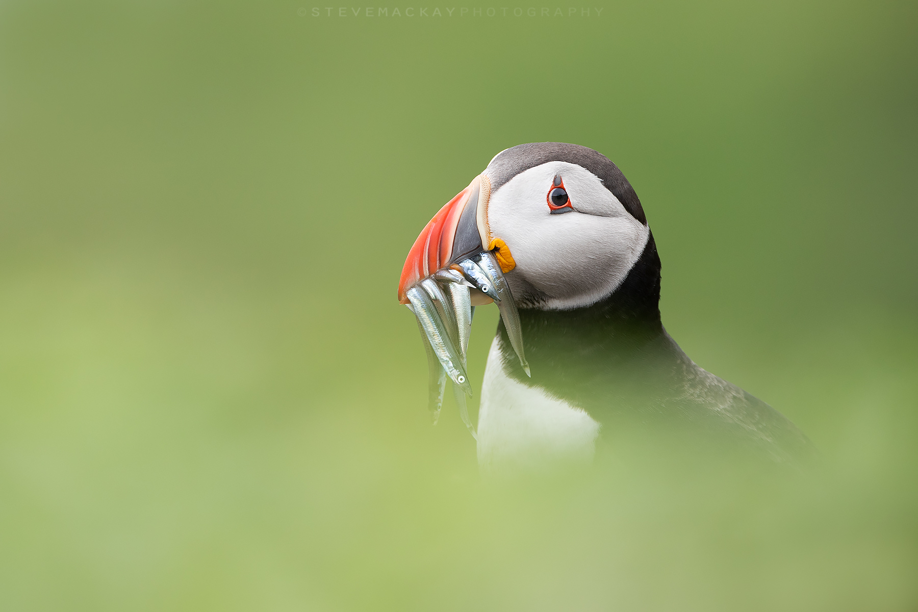 Puffin