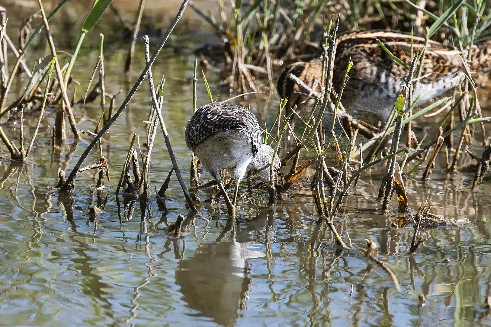 The Pantana and the snipe