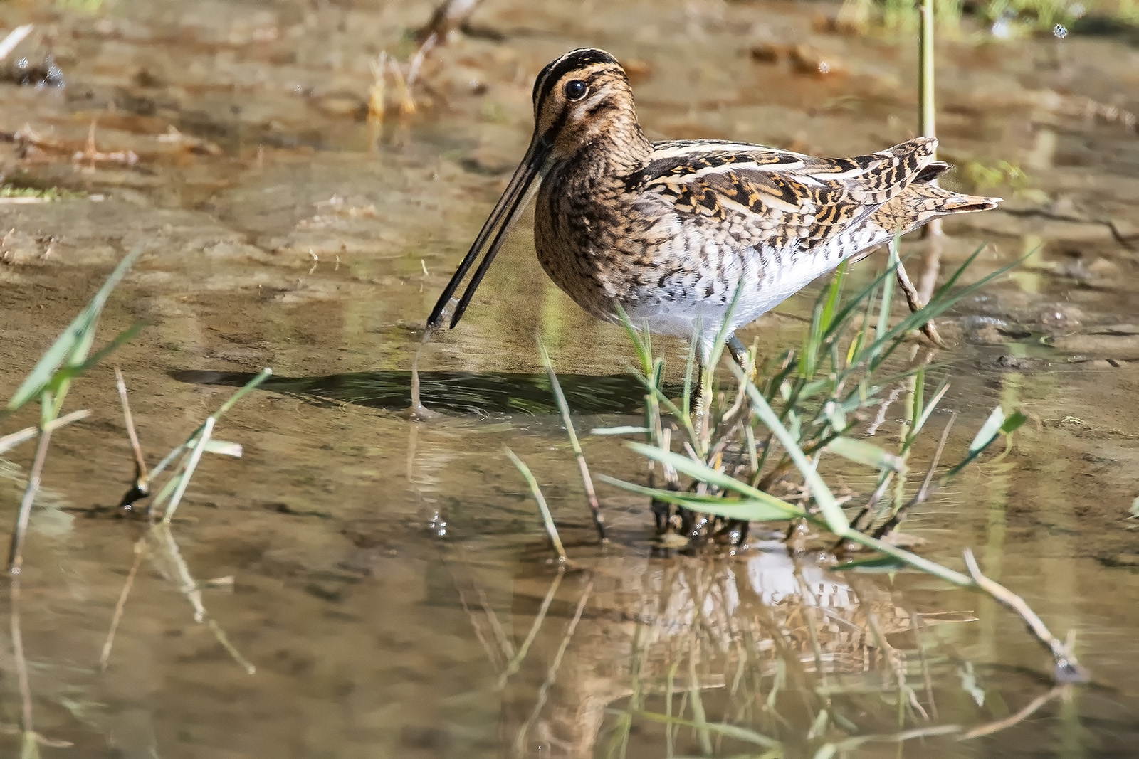 Snipe