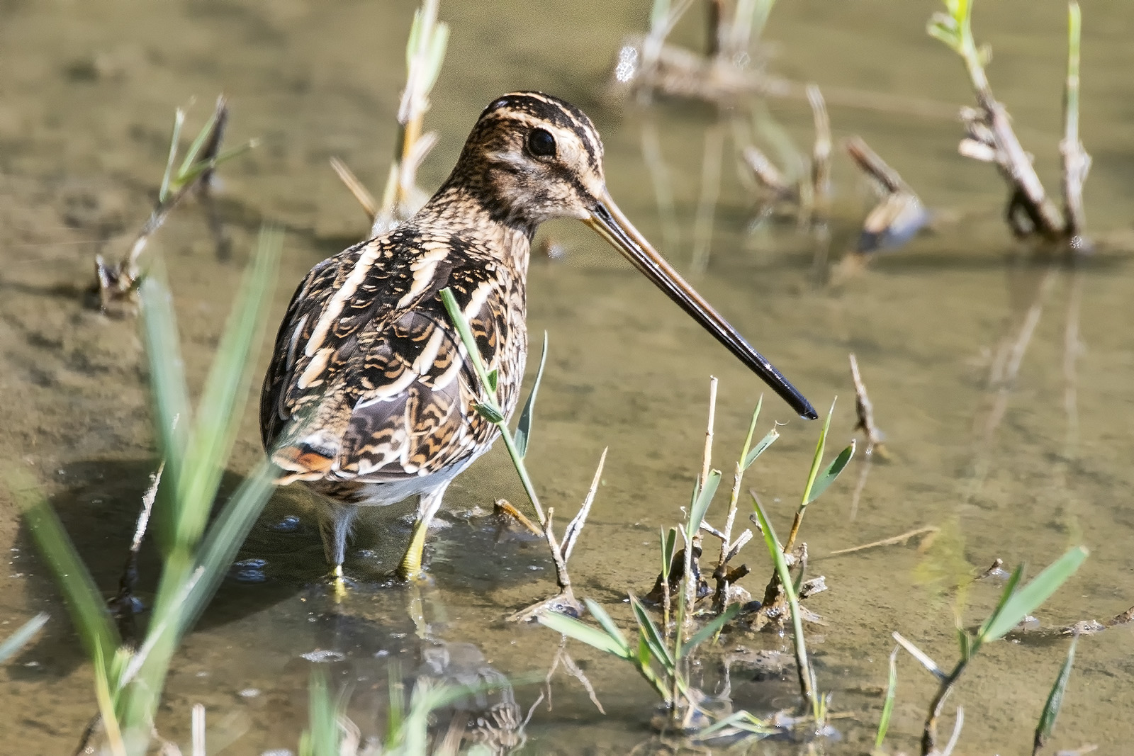 Snipe
