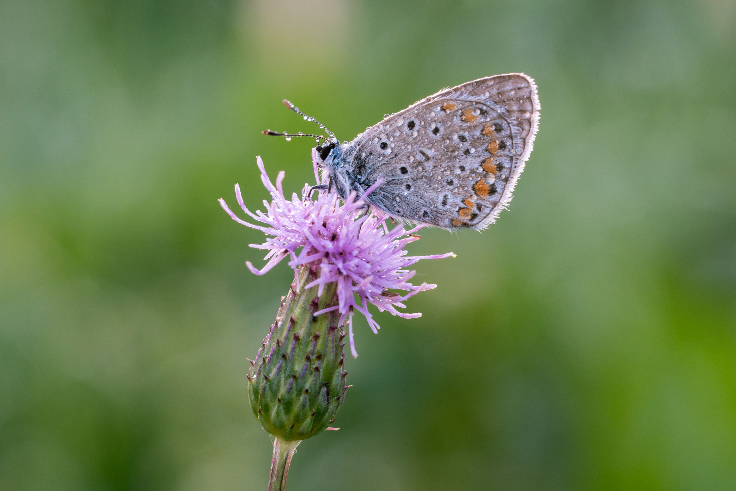 Polyommatus Icarus
