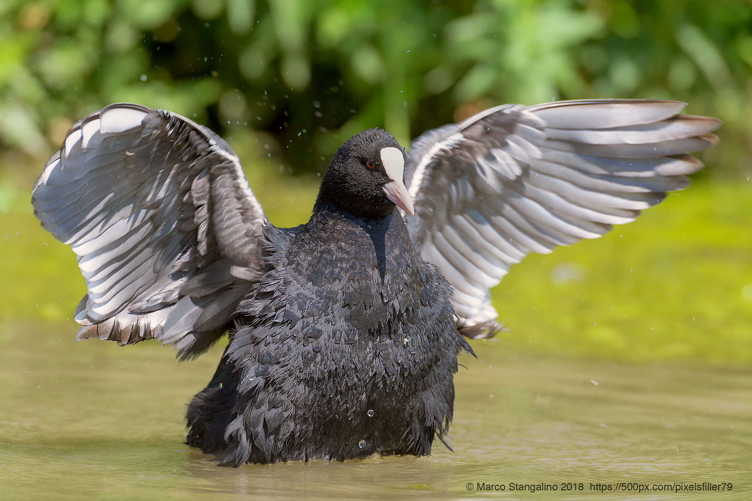 Open Wings Coot
