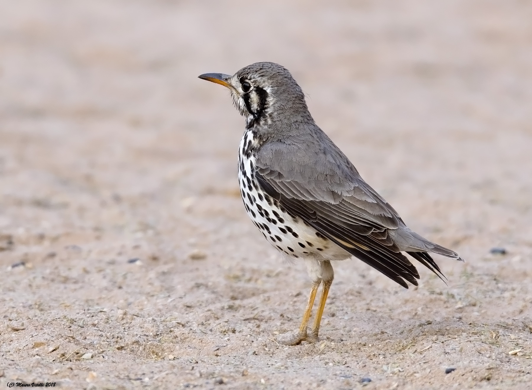 Groundscraper Thrush (psophocichla Litsitsirupa Kalahari