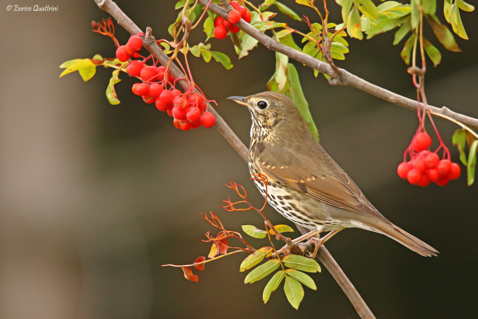 Song Thrush