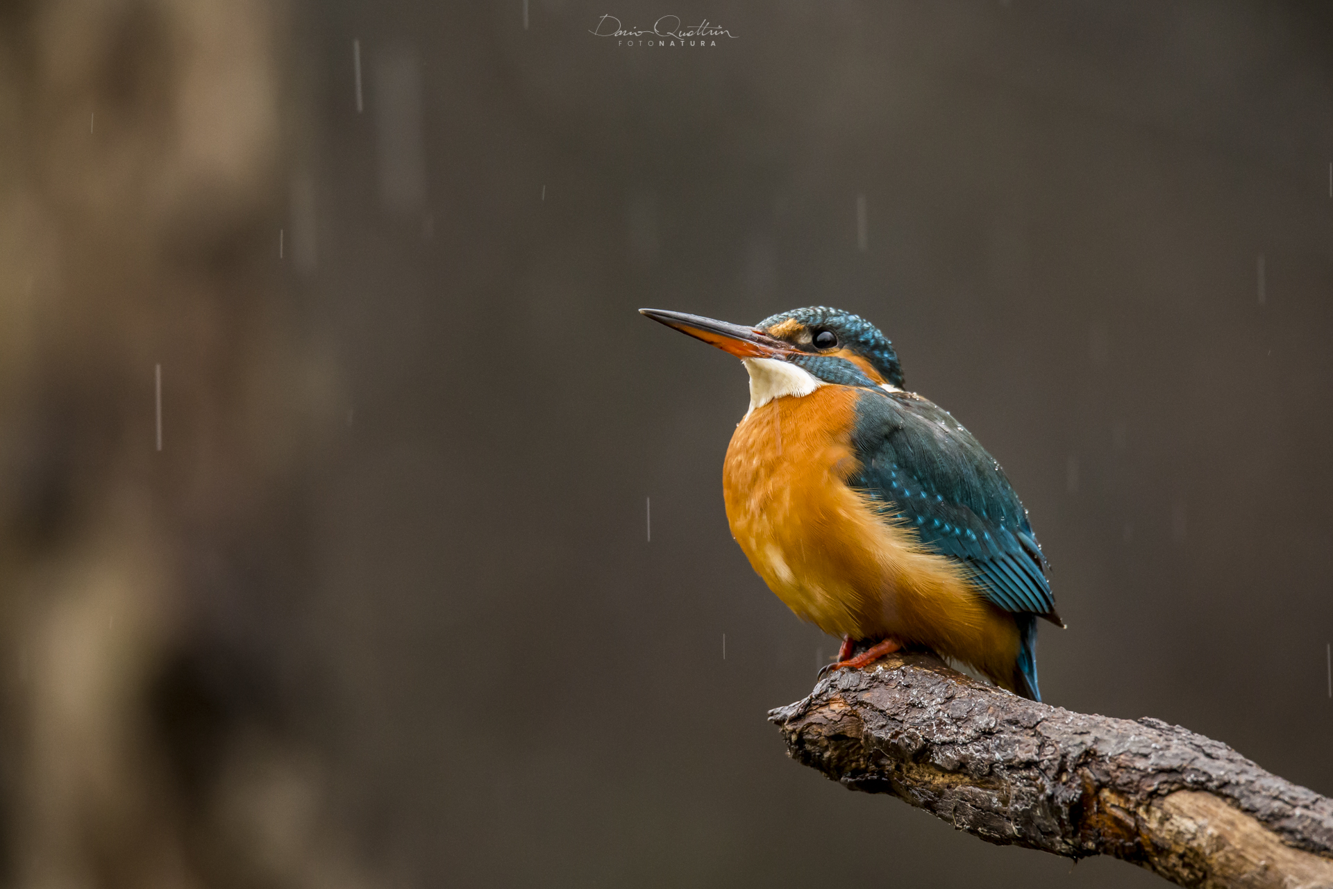 Kingfisher