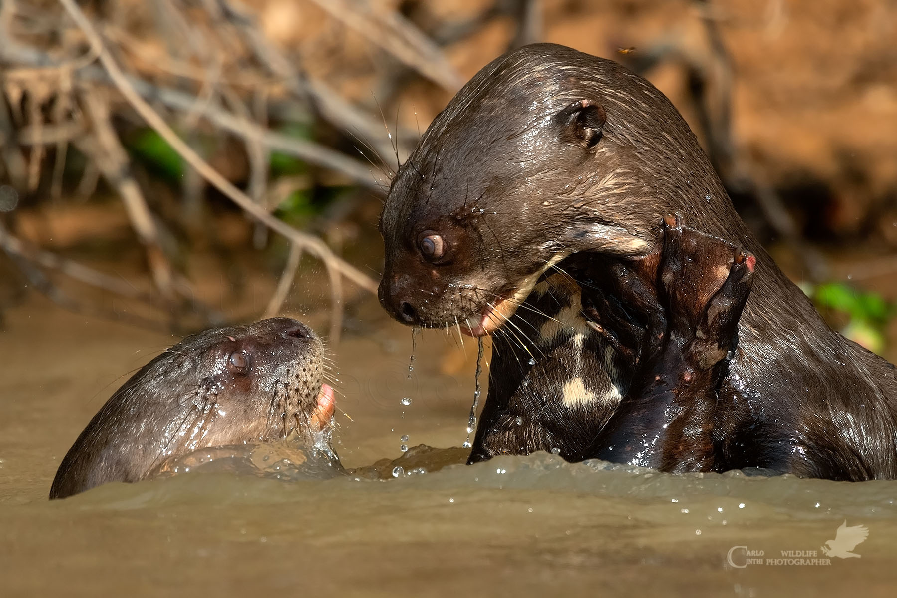 Giant Otter-pantamateur