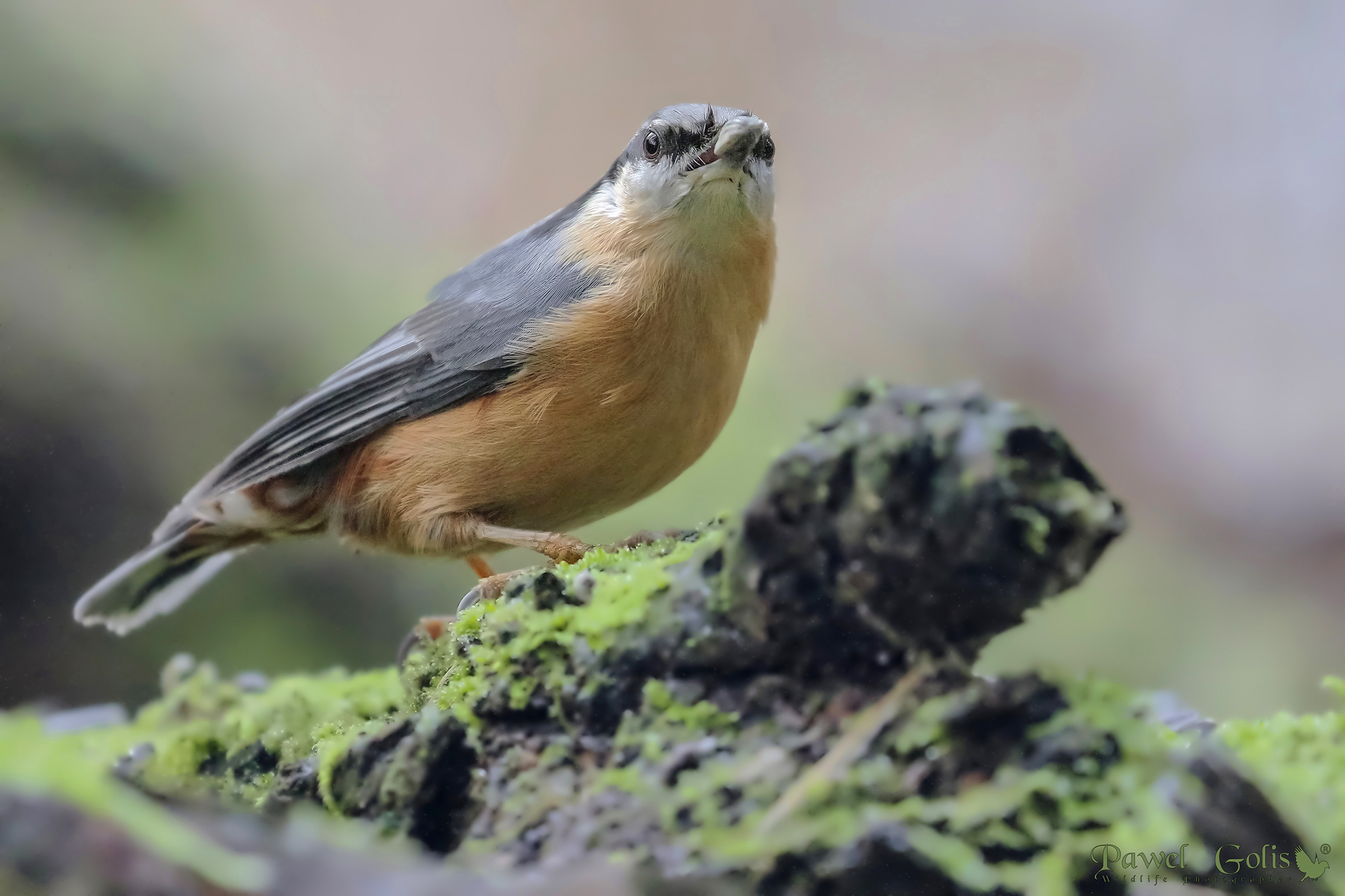 Picchio muratore (Sitta europaea)
