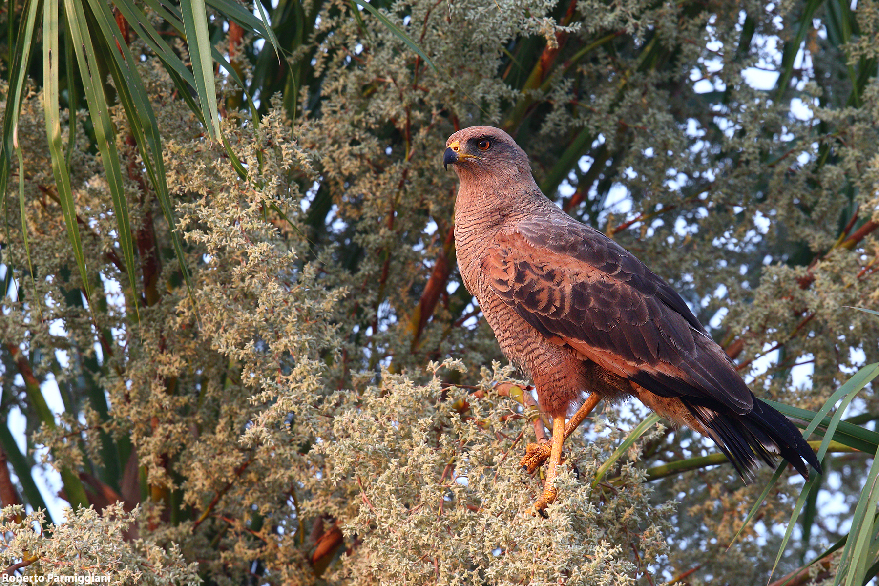 Savannahs Buzzard