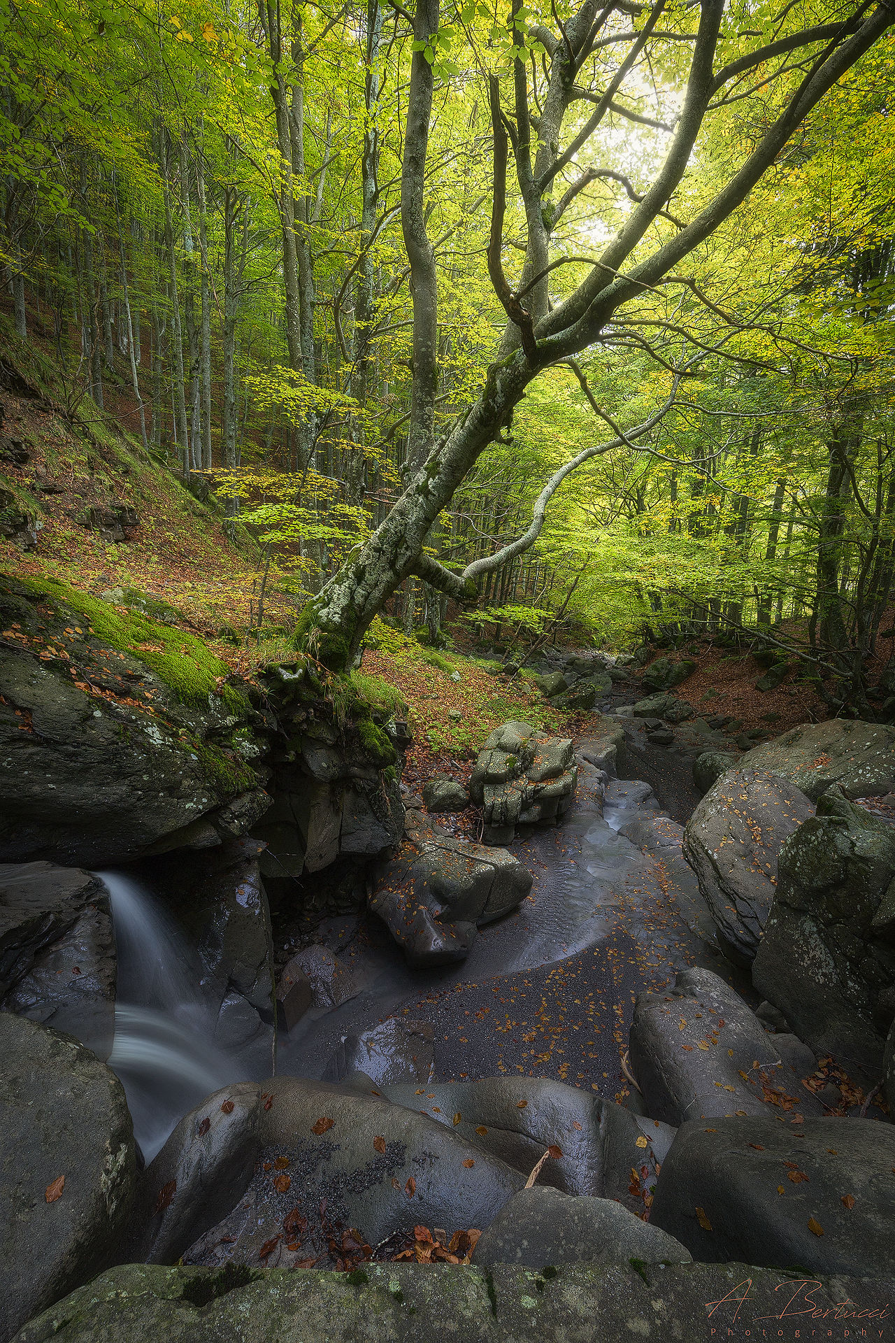 Waiting for the autumn