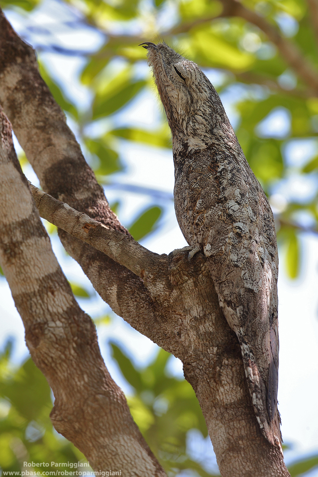 Incredible camouflage