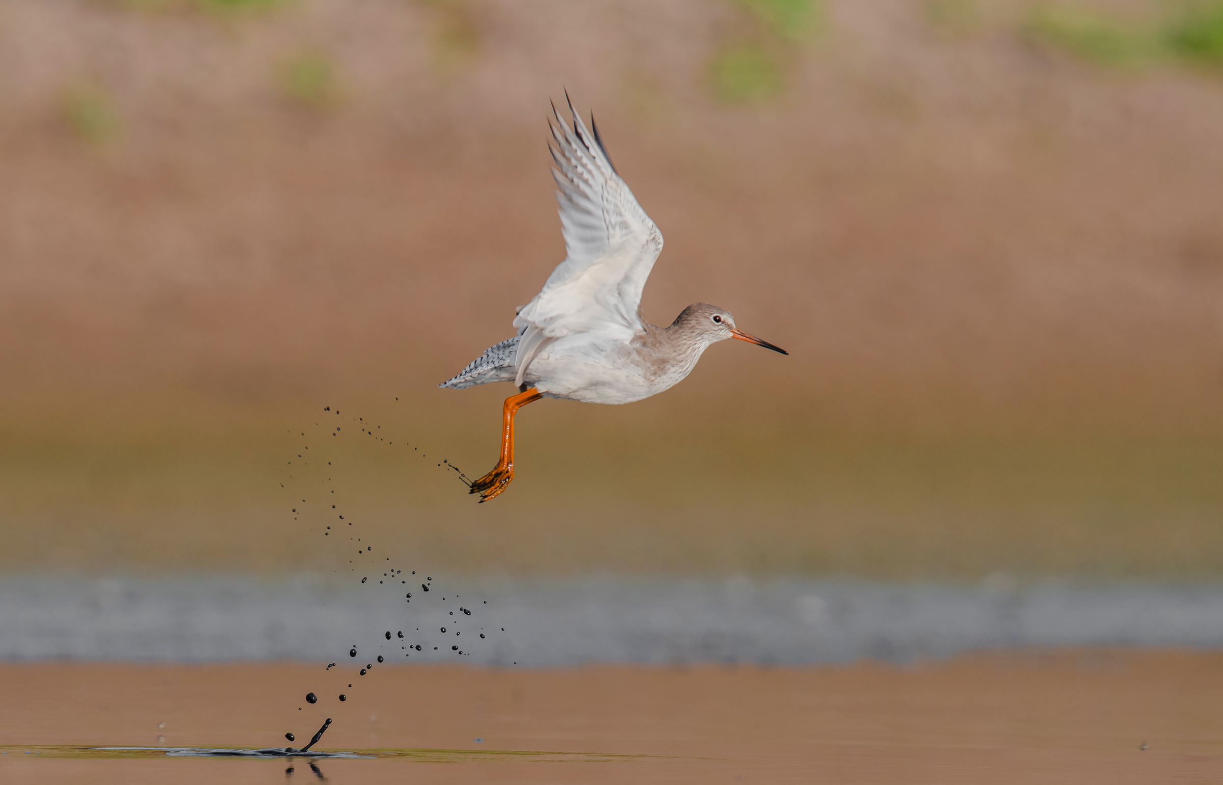 common redshank