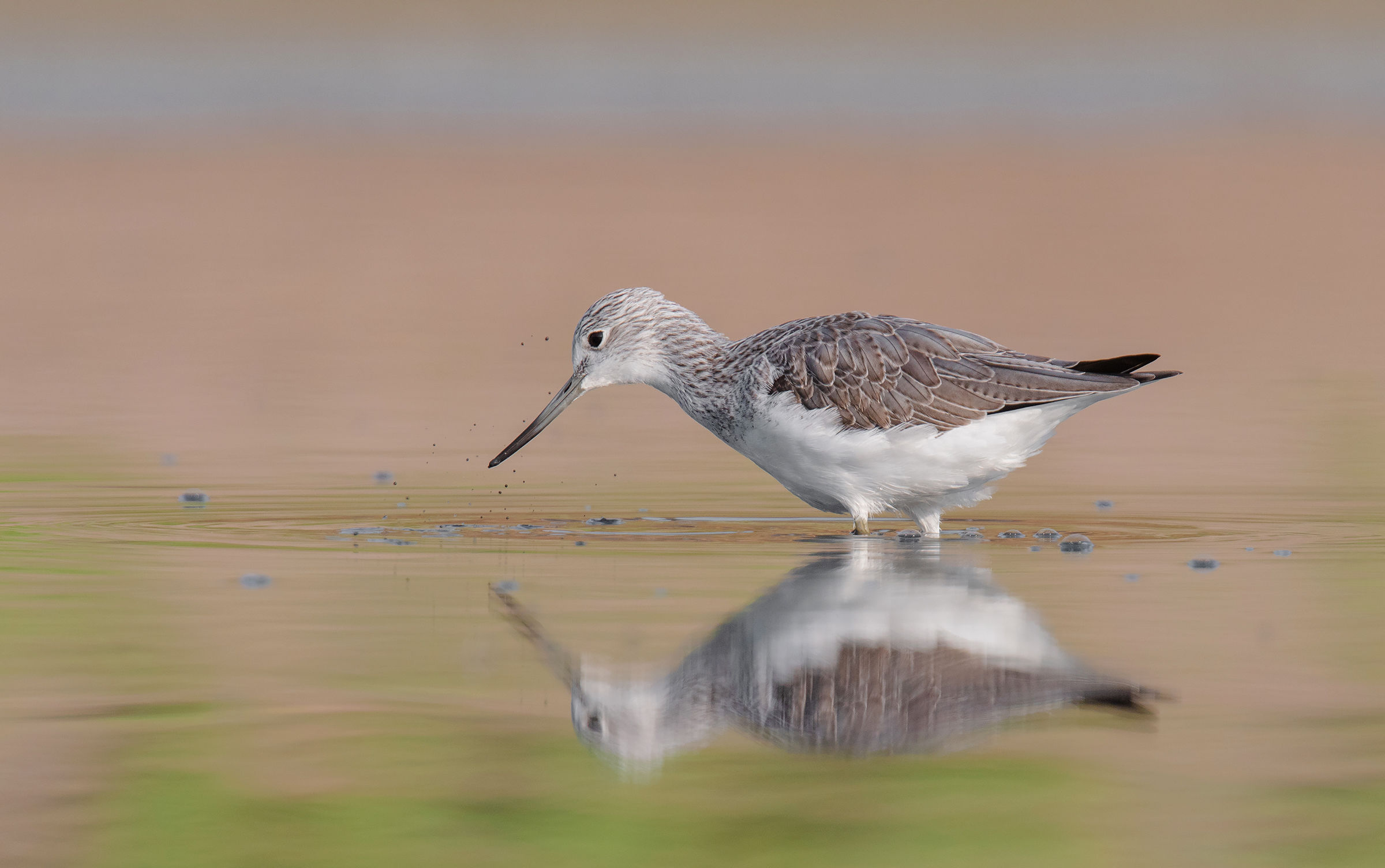 common greenshank