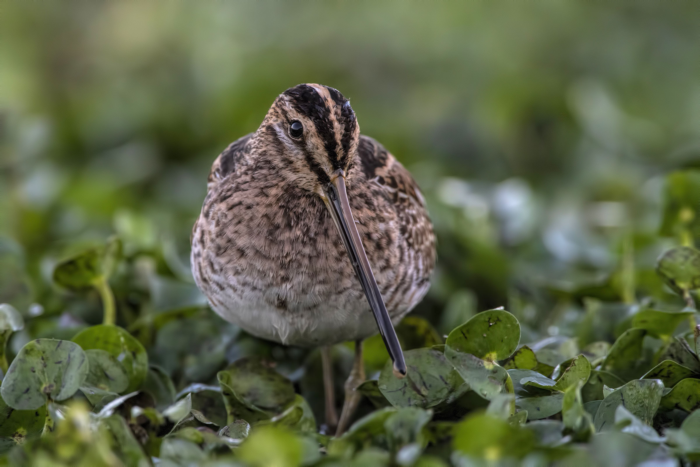 Snipe