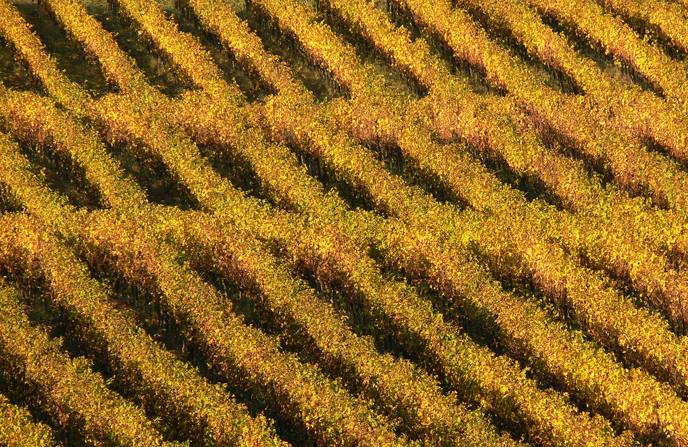 Vineyard in Valcalepio