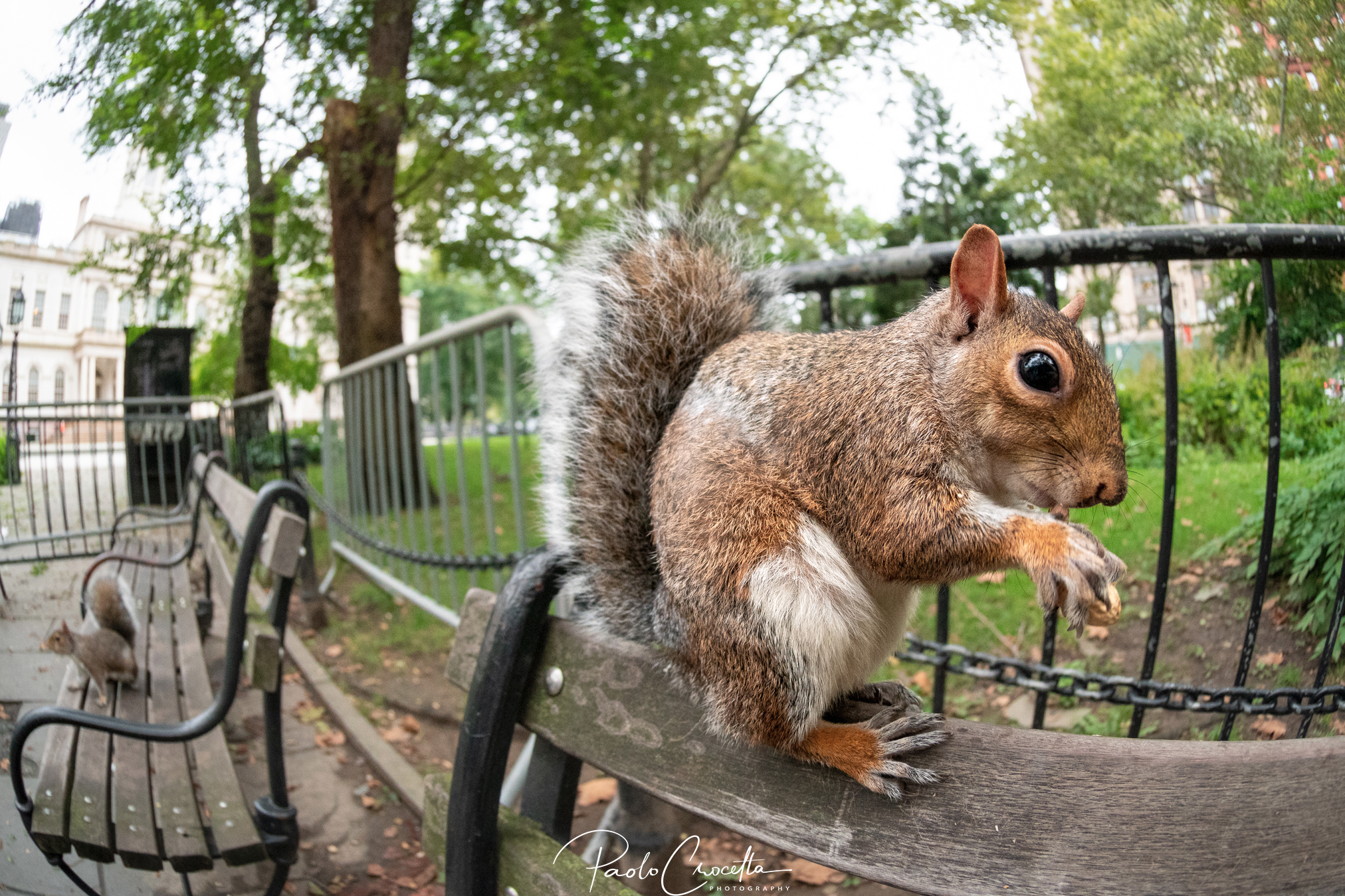 scoiattolo confidente