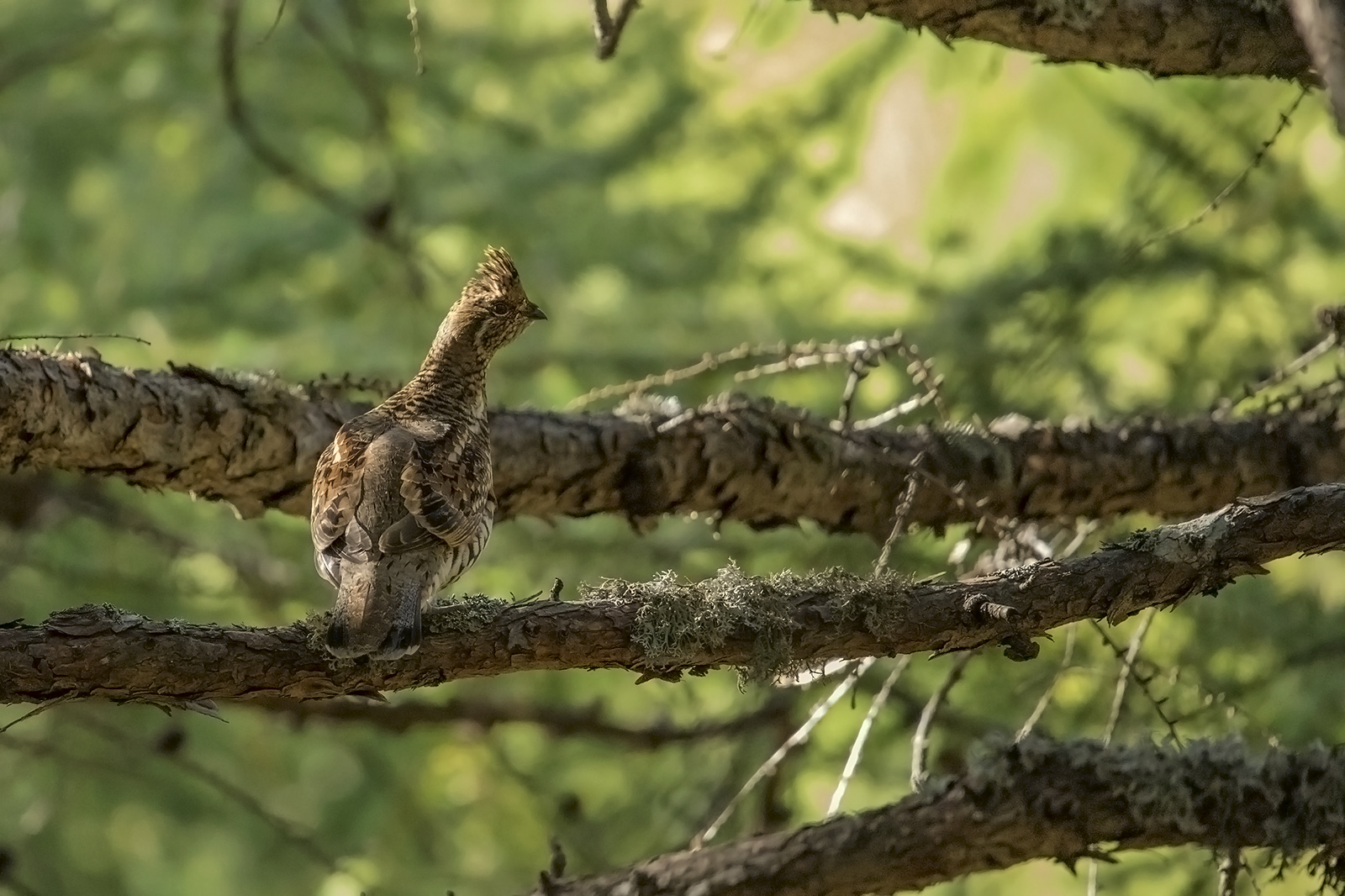 Francolin of Monte