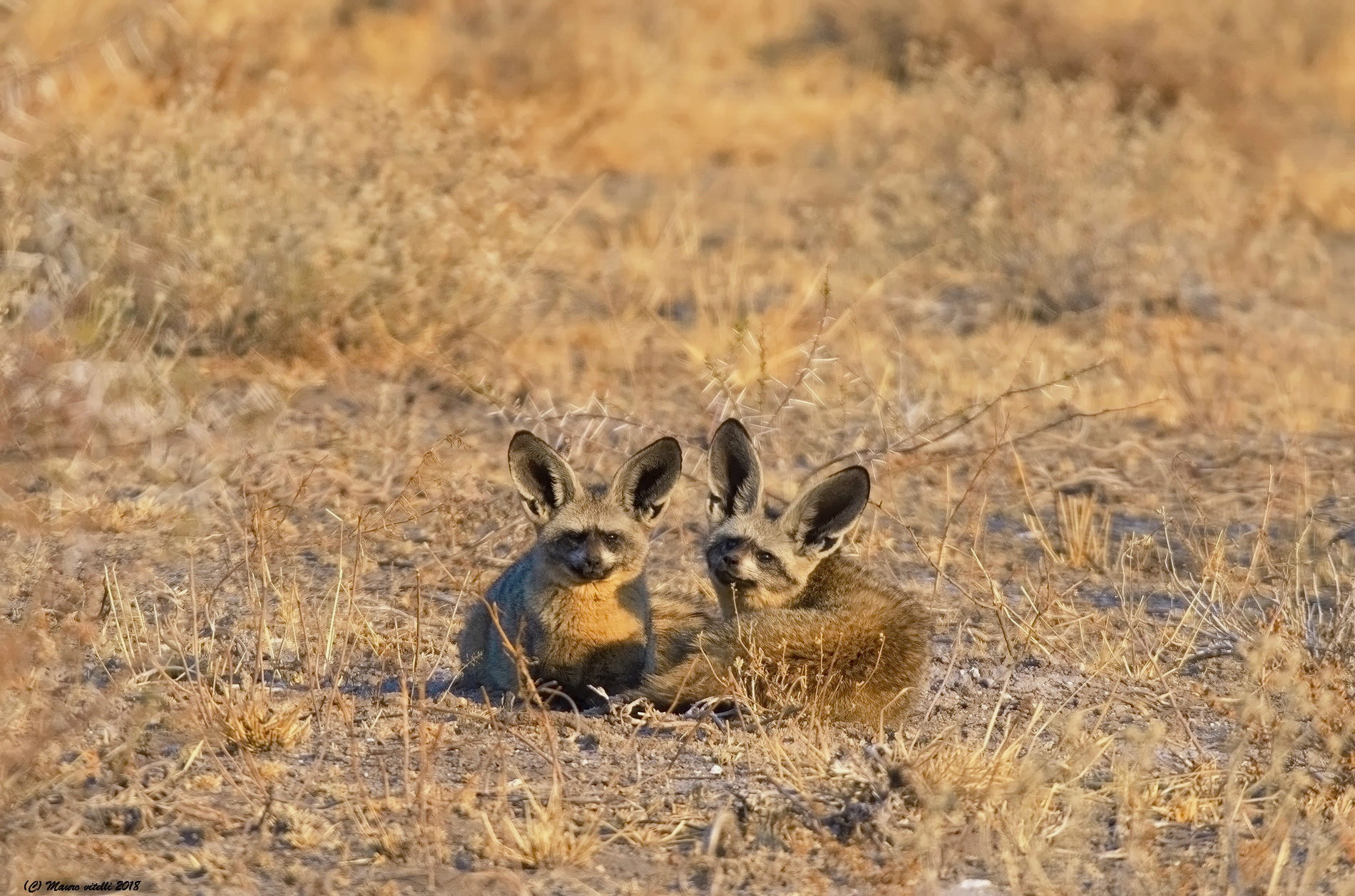 A nice couple (otocioni) Kalahari
