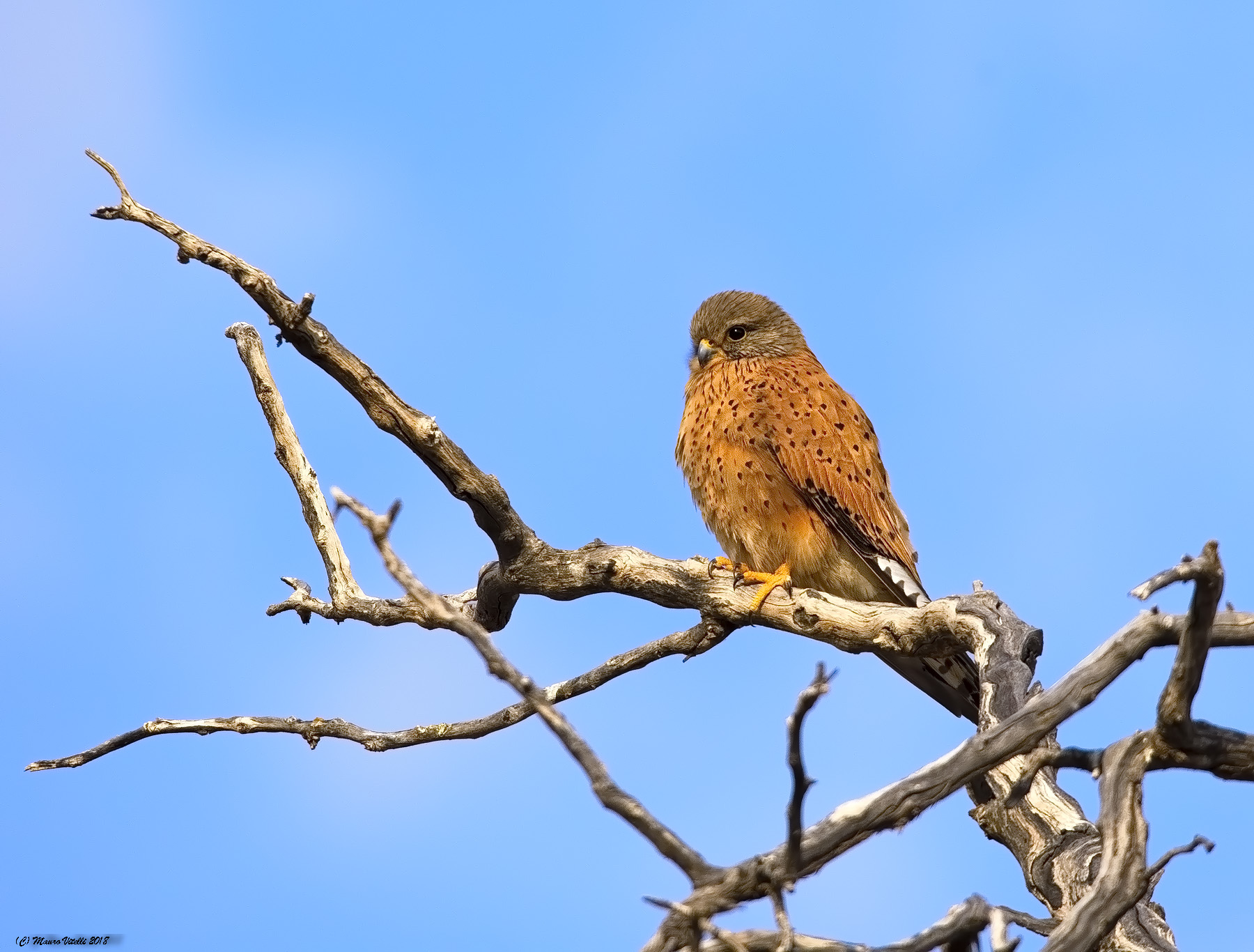 Rock Kestrel (Falco Rupicolus) Kalahari